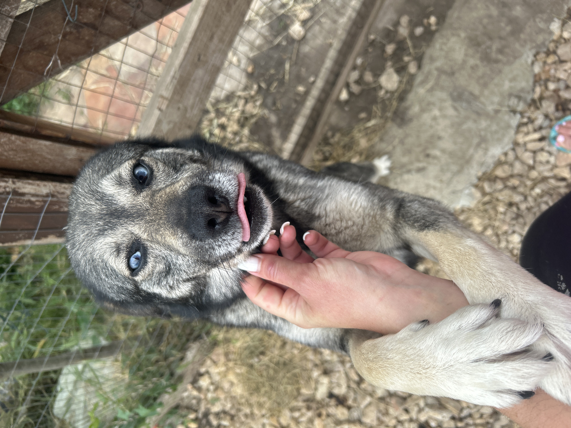 In Velykodolynske, Ukraine, an outdoor scene captures a human interacting with a domestic dog. A medium-sized dog with primarily grey and black fur and striking blue eyes stands upright on its hind legs. Its front paws are positioned on a human's forearm. The dog's black nose is visible, and its pink tongue is extended slightly from its mouth. A human hand, featuring light skin and white painted fingernails, is gently touching the dog's muzzle area on the left side of its face. In the lower right corner of the frame, a human foot with turquoise painted toenails and a light-colored flip-flop is visible. The ground consists of loose dirt, small rocks, and dry vegetation, with a flat concrete slab partially visible beneath the dog. The background includes a wire mesh fence supported by wooden posts, with green foliage discernible behind it on the left, and a section of a weathered wooden structure on the right.