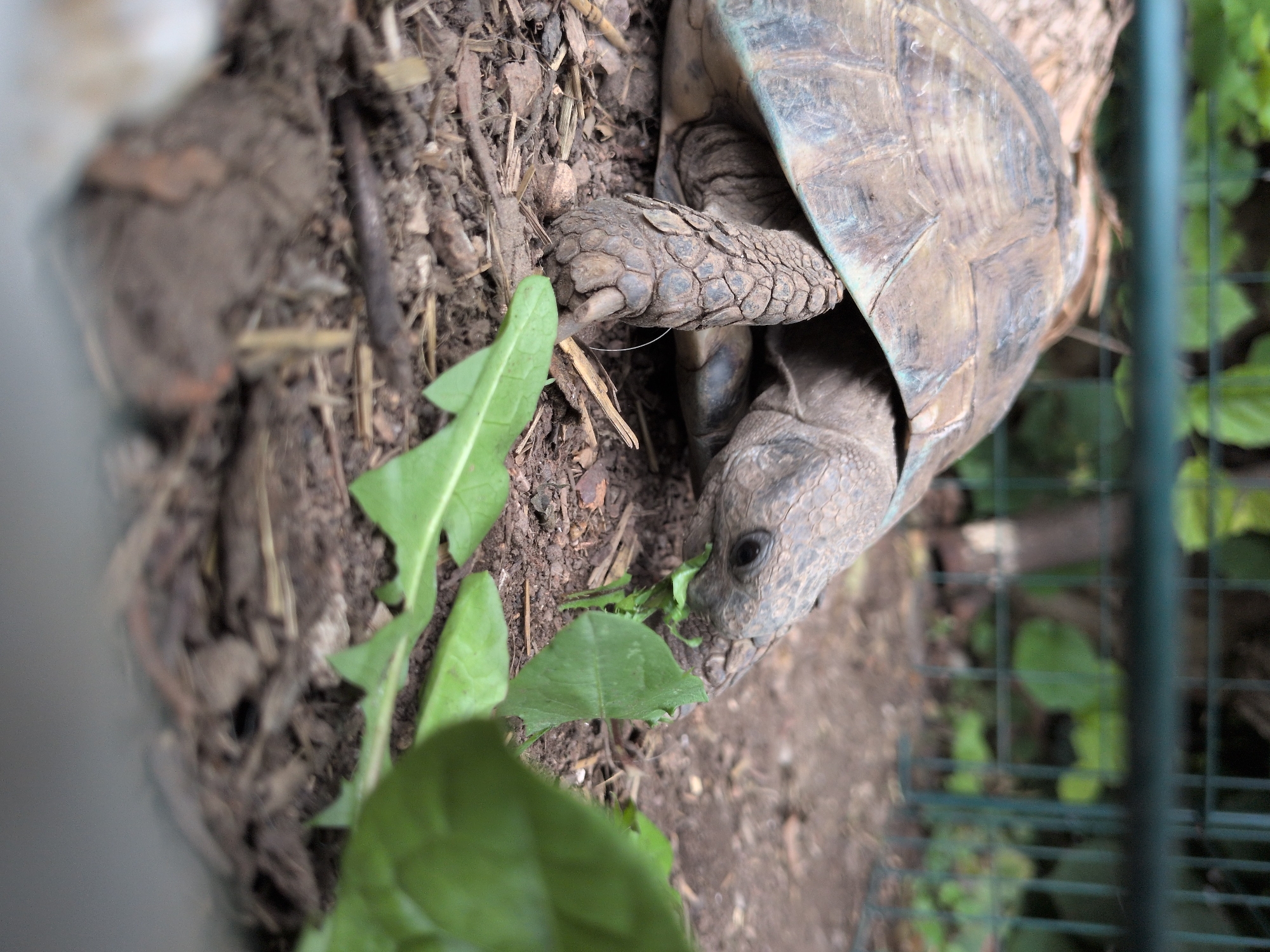 A close-up, low-angle shot shows a tortoise eating green leafy plants on the ground. The tortoise's head and front leg are visible as it chews. The ground is covered with dirt, mulch, and dried leaves. In the background, a green metal fence and blurred green foliage are visible. The scene appears to be an outdoor enclosure, possibly in a garden or zoo, in Rastenberg, Germany. The lighting is natural and appears to be daytime.