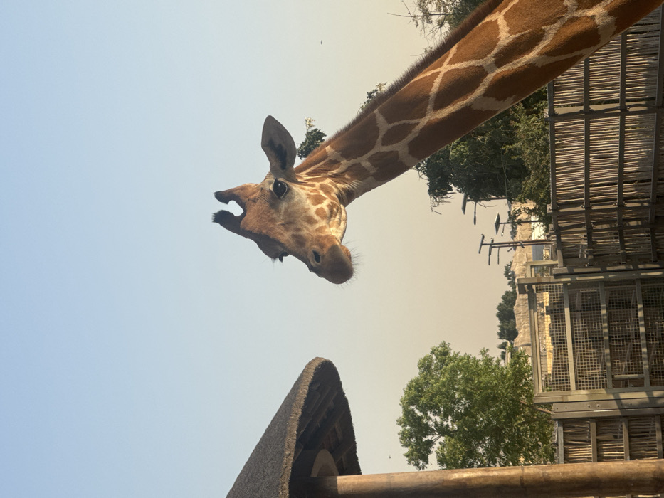 The image displays a giraffe in an outdoor enclosure at the Dubai Safari Park in Dubai, United Arab Emirates. The giraffe, characterized by its brown and cream patterned coat and visible ossicones, has its head and a significant portion of its neck facing slightly left of the viewer. To the immediate left in the foreground is a large wooden pole supporting a circular thatched roof structure. Behind the giraffe and in the midground, a wooden fence composed of vertical slats is visible, with a metal mesh fence section behind it. Green trees dot the landscape, and in the distant background, structures resembling artificial rock formations are visible under a clear sky, transitioning from light blue overhead to a pale orange-yellow hue near the horizon. Several dark poles with light fixtures are also present in the background. No people are depicted in the scene.