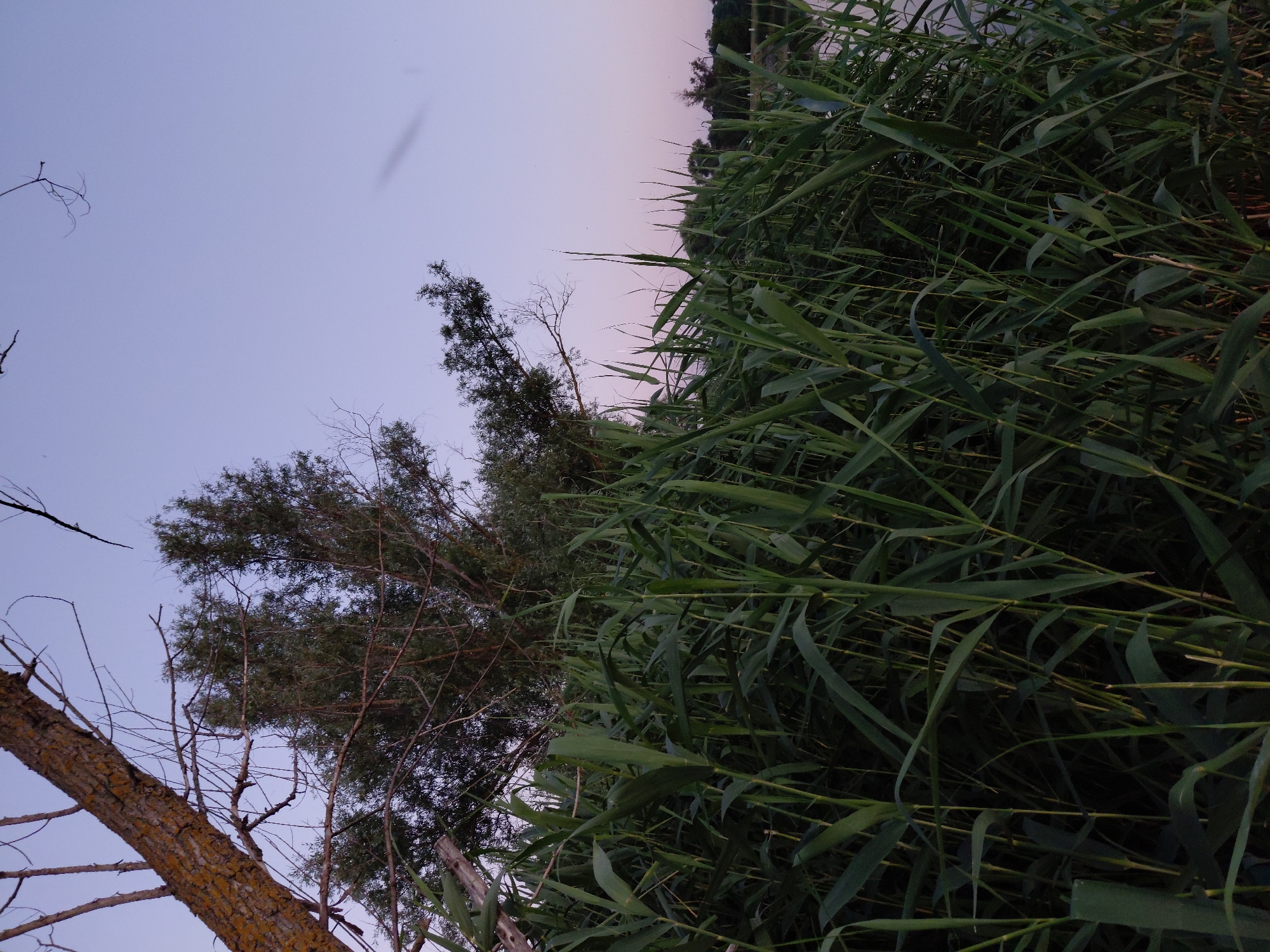 The image depicts a natural scene by a body of water, likely at dusk. In the foreground, a dense growth of tall, green reeds dominates the view, their stalks and leaves creating a lush, textured barrier. Behind the reeds, a body of water is visible to the right, its surface reflecting the soft, twilight sky. The sky itself is a pale, gradient of lavender and blue, with a few wispy clouds or atmospheric distortions. To the left, a portion of a tree trunk, rough and textured, rises diagonally, its bark exhibiting patches of yellow-orange lichen. Bare branches extend from the trunk, reaching into the sky. Further in the background, beyond the reeds and water, a line of trees forms a dark silhouette against the horizon. The overall impression is one of a serene, undeveloped natural landscape. There are no people, animals, or man-made structures clearly identifiable in the scene. The location is noted as Ustyvytsia, Ukraine.