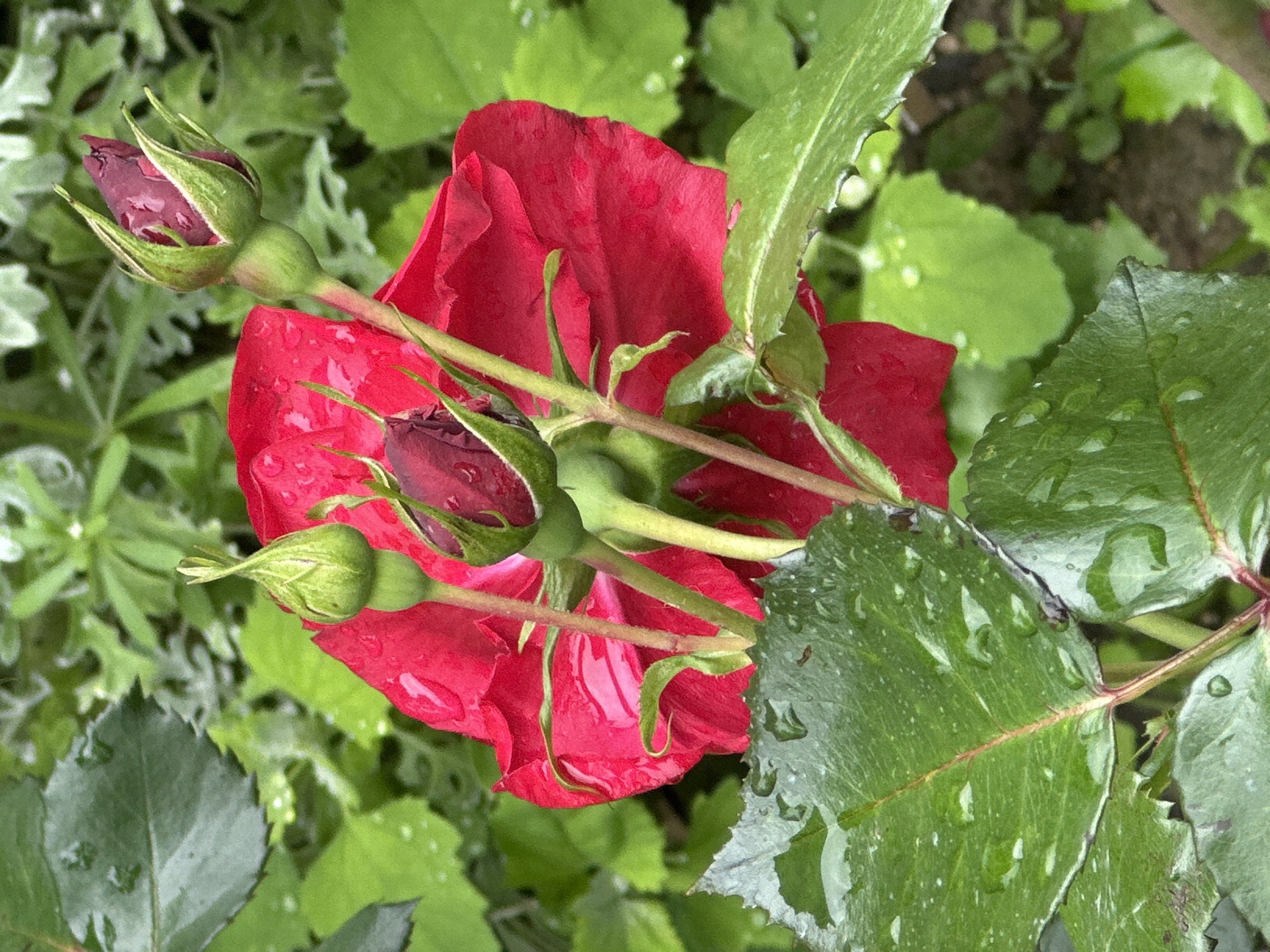 The image depicts a close-up view of a red rose and its surrounding foliage. The rose is the primary subject, displaying petals that are fully open. Several rosebuds are visible near the rose, one nearly mature. The background is filled with various green leaves, some of which are wet and covered with water droplets. The location is identified as Slavyani, Bulgaria.