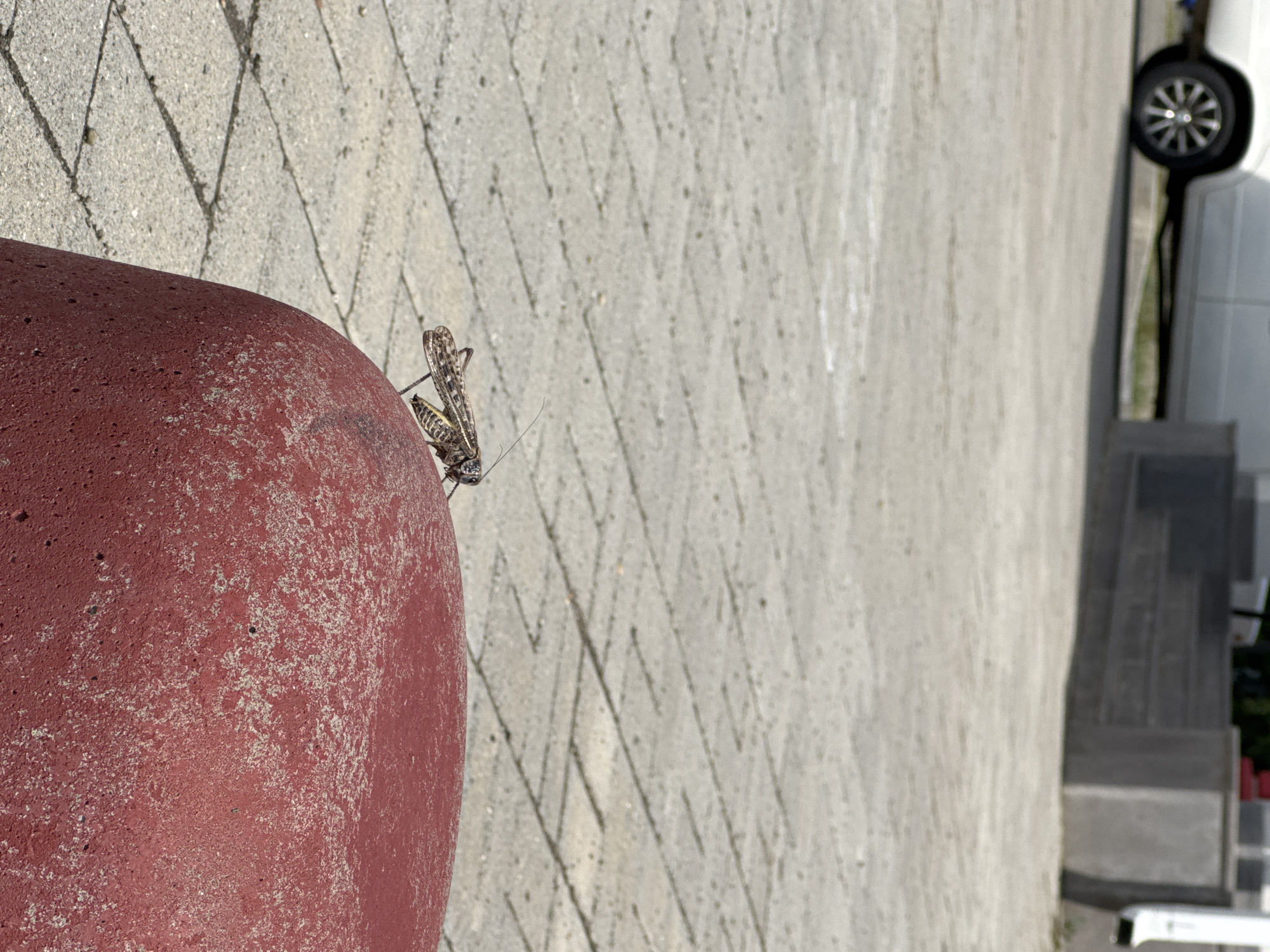 This media file is a photograph featuring a grasshopper on a textured red post. The grasshopper is facing left, with its wings folded. The background consists of a paved surface made of light gray interlocking bricks laid in a diagonal pattern. To the right of the paved area, a portion of a white vehicle with a black tire and rim is visible, suggesting an outdoor setting such as a parking lot or street. The lighting indicates it is daytime, likely sunny due to the distinct shadows cast by the grasshopper and the pattern of the bricks. The image is oriented vertically. There is no visible text. The scene appears to be set in Ipatovo, Russia.