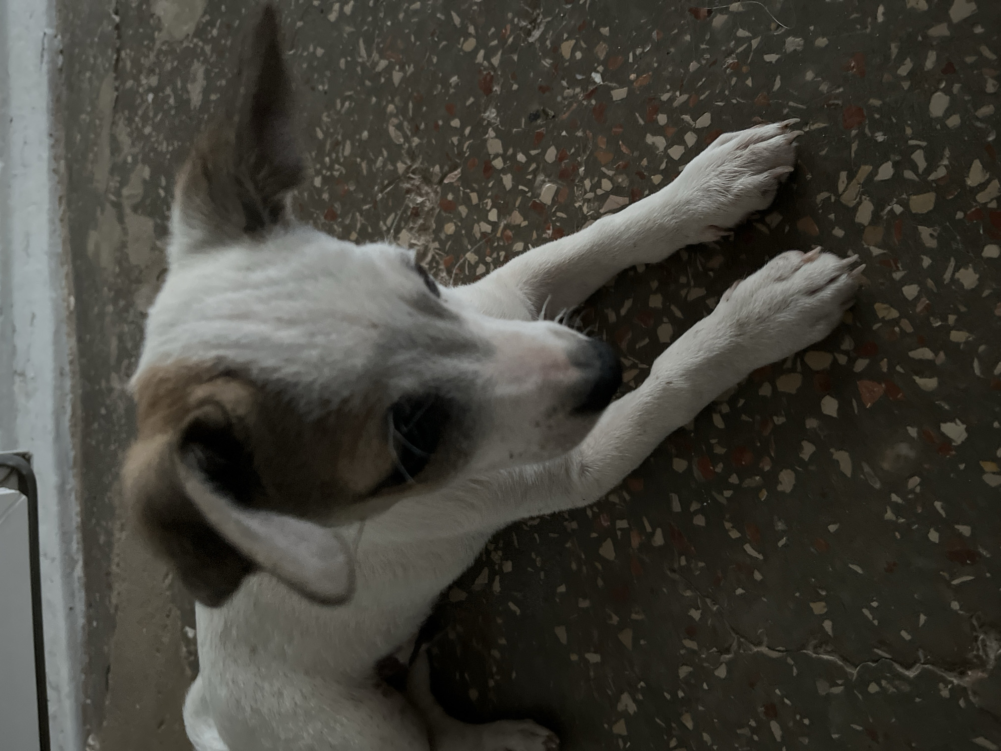 A medium shot shows a young, white dog with brown markings on its head and ears, lying on a speckled, dark gray floor. The dog is facing downwards, with its head tilted to the right and its paws extended in front of it. The floor appears to be concrete or terrazzo, with visible aggregate. The background is out of focus, showing a light-colored wall or surface. No people are present. The image is taken in Мазанское сельское поселение, Ukraine.