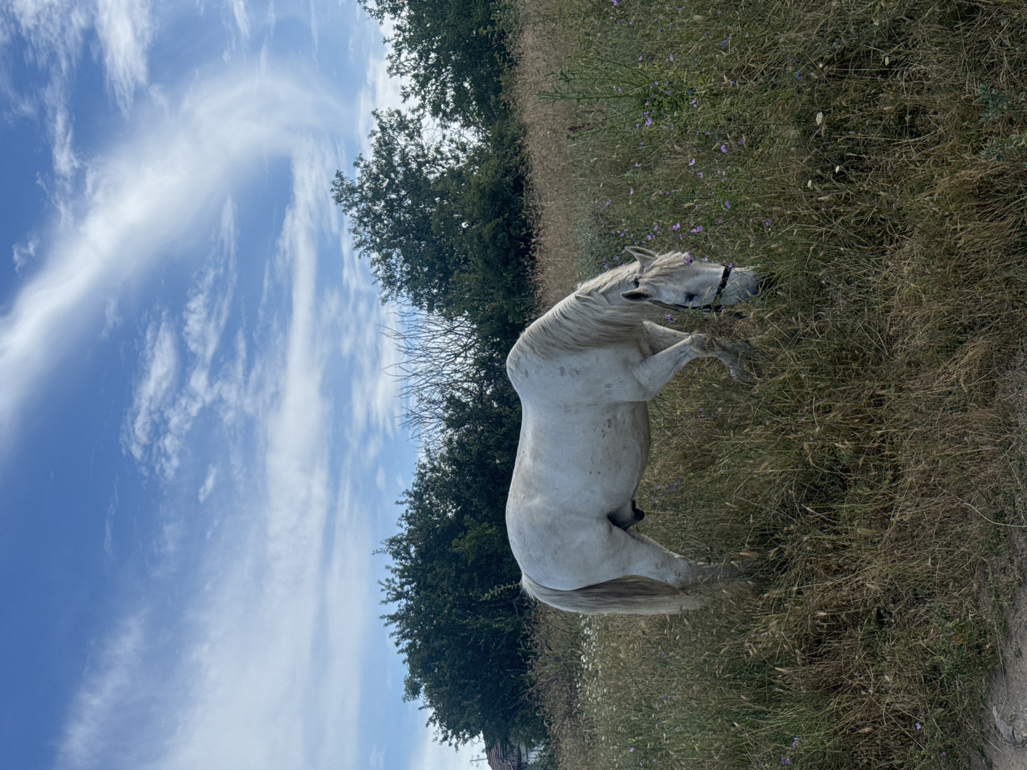 A white horse is grazing in a field of dry grass and wildflowers under a blue sky with wispy white clouds. The horse is facing to the right, with its head down, eating grass. It has a dark halter around its head. In the background, there are trees and a small house. The scene appears to be a rural area.