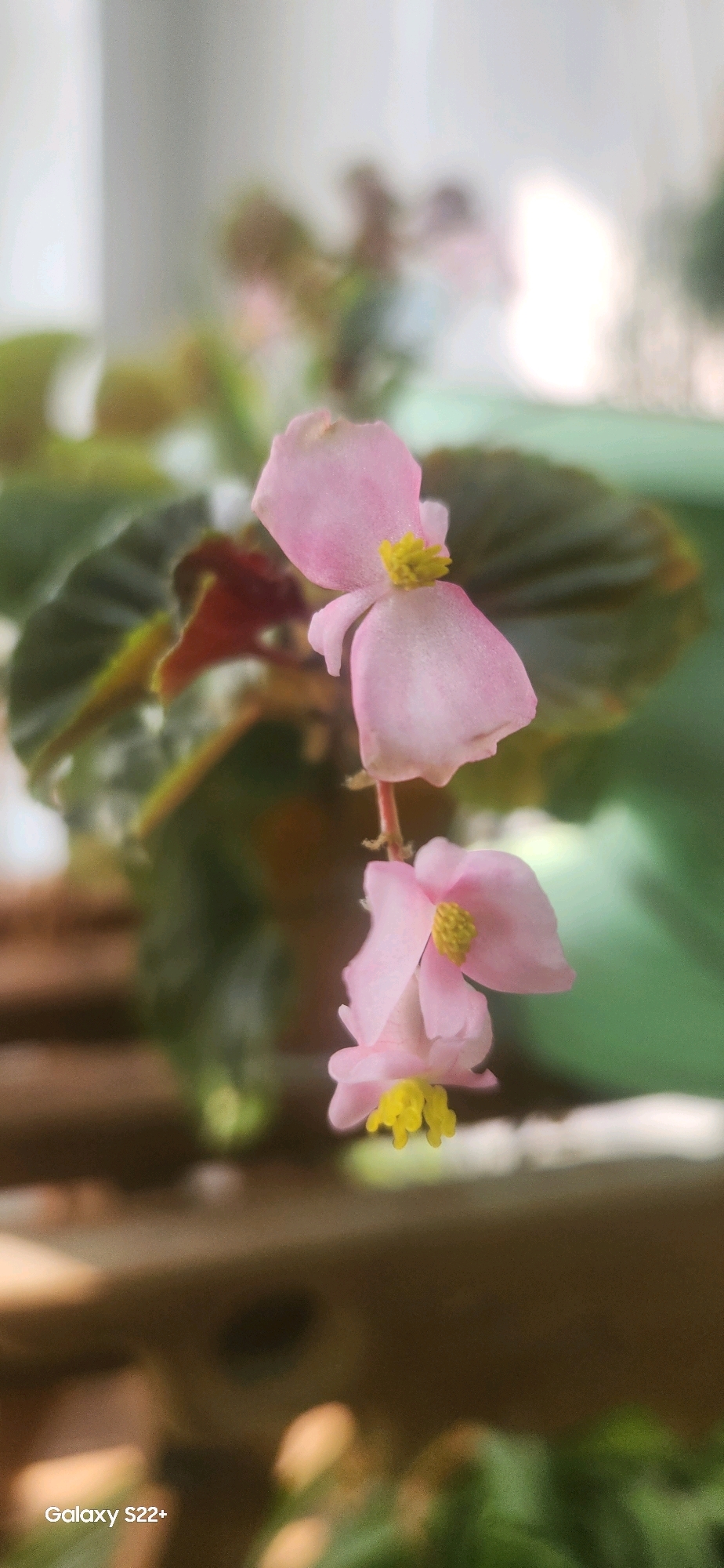 This is a close-up, slightly blurry, vertical shot of two delicate pink begonia flowers with yellow centers, hanging from a stem. The flowers are the primary subjects, with their petals softly defined and a hint of their delicate structure visible. Behind the flowers, out-of-focus green leaves and hints of brown textured surfaces create a muted background. A corner of a white or light-colored surface is visible in the upper left. The bottom left corner of the image displays the text "Galaxy S22+". There is no discernible context indicating the city of Nyurba, Russia, or any specific environmental details related to that location.