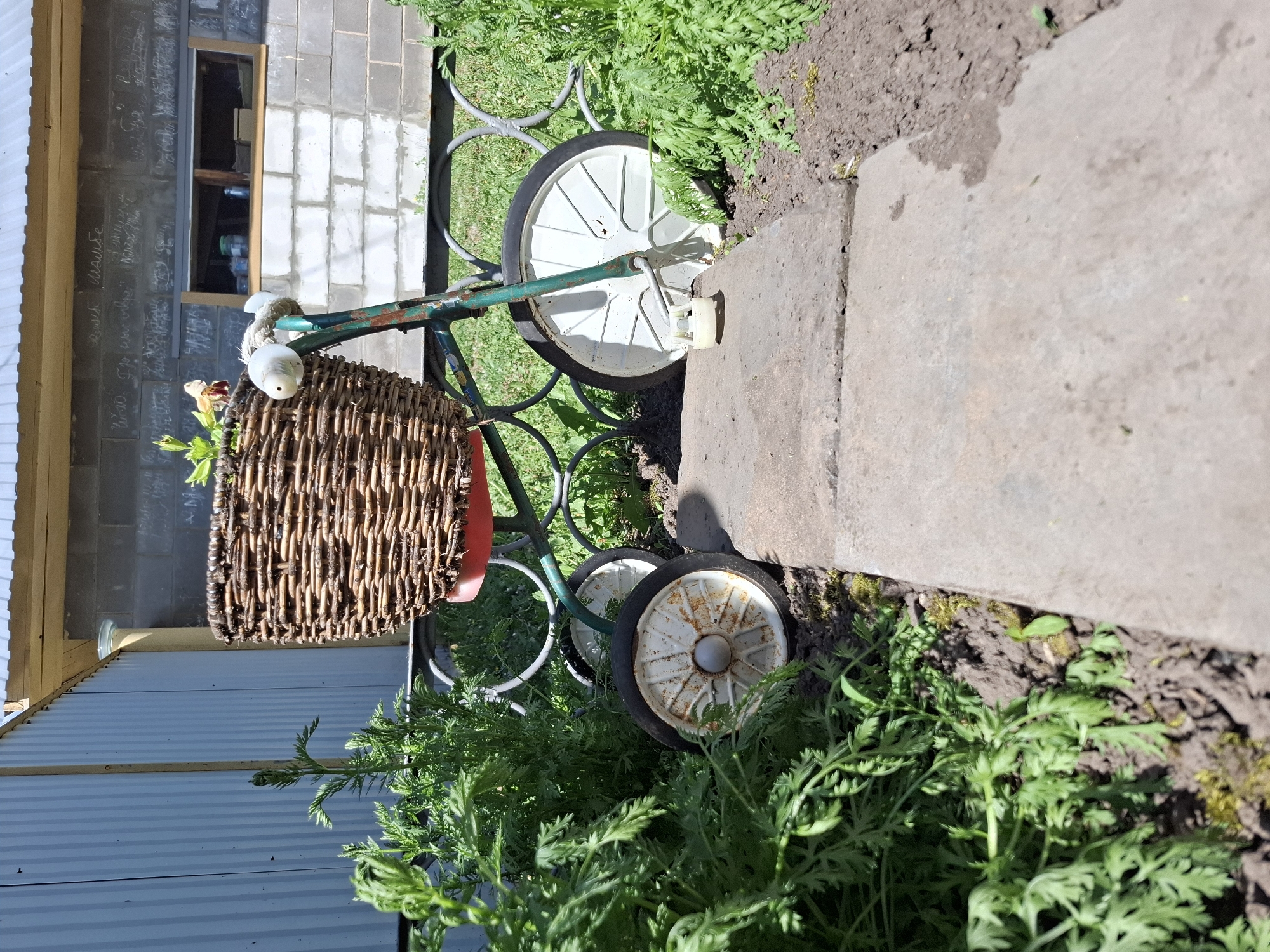 The image depicts a vintage tricycle with a wicker basket in a garden setting. The tricycle, primarily green with white wheels, appears aged, exhibiting signs of wear and rust. The wicker basket, positioned at the front, contains greenery and a small, stuffed animal. The tricycle is adjacent to a paved walkway, bordered by soil and lush green plants, possibly weeds or garden foliage. In the background, there is a structure with a corrugated metal roof and a wall constructed of grey cinder blocks, with a window visible. The location is consistent with an outdoor setting in Амзя, Russia, as implied by the prompt, although specific location indicators within the image are absent. The light suggests a sunny day.