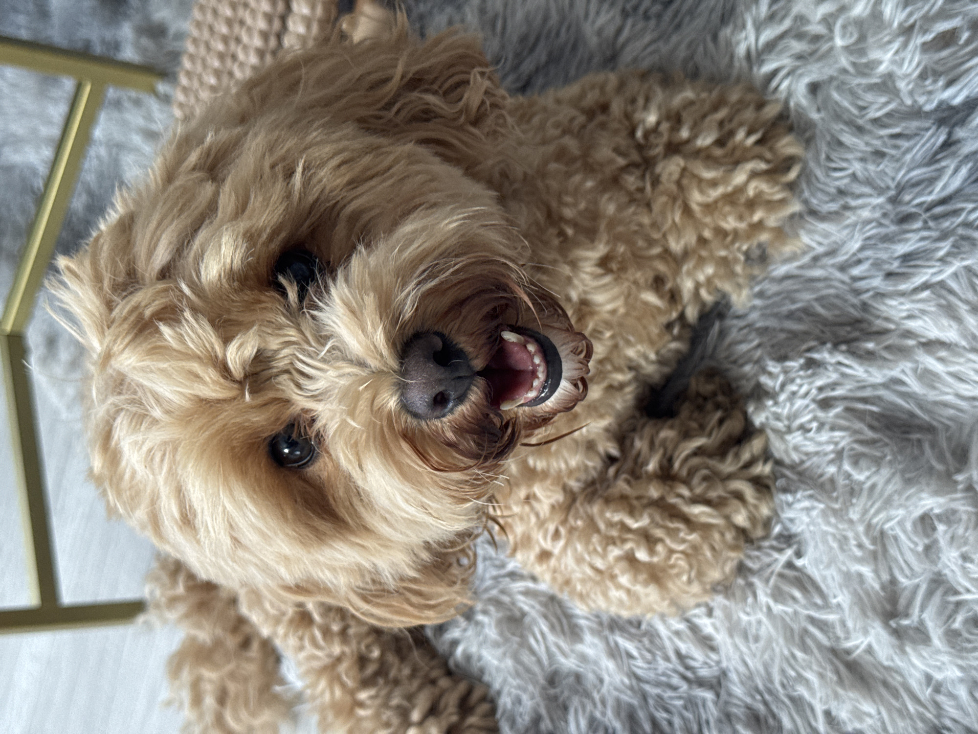A medium close-up, high-angle shot features a tan-colored dog with curly fur lying on a grey, shaggy rug. The dog's mouth is open, revealing its teeth and pink tongue, and its eyes are dark and alert. The background is slightly out of focus, showing a portion of a gold-colored metal structure and a woven beige surface. The image is well-lit, and the dog appears to be the sole subject. There is no discernible location in Saratov, Russia.