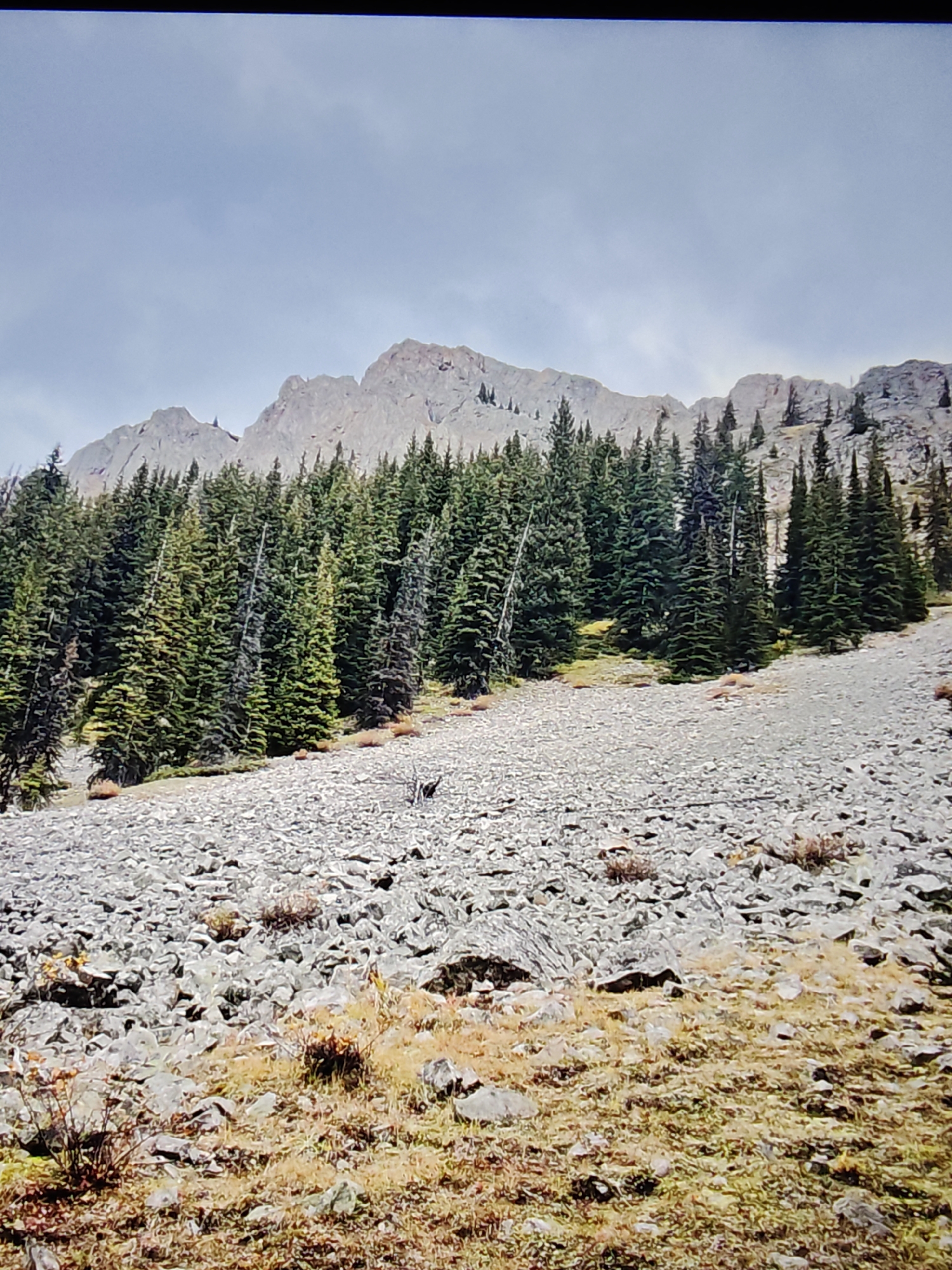 The image shows a rocky, treed mountainside under a cloudy sky. The foreground is dominated by a scree slope covered in gray rocks and patches of dry, golden grass. In the midground, a dense forest of evergreen trees stretches across the slope, with some trees appearing sparser or having lost needles. The trees are a mix of dark green and lighter, yellowish-green, suggesting varying health or species. In the background, rugged, light-colored mountains rise against the sky, their peaks somewhat obscured by the clouds. The overall environment is rugged and natural, typical of a mountainous region. There are no people or man-made structures visible in the image, and no actions or interactions are depicted. This scene is not located in the city of Calgary, Canada, but rather appears to be in a natural mountain park or wilderness area, likely in the Rocky Mountains.