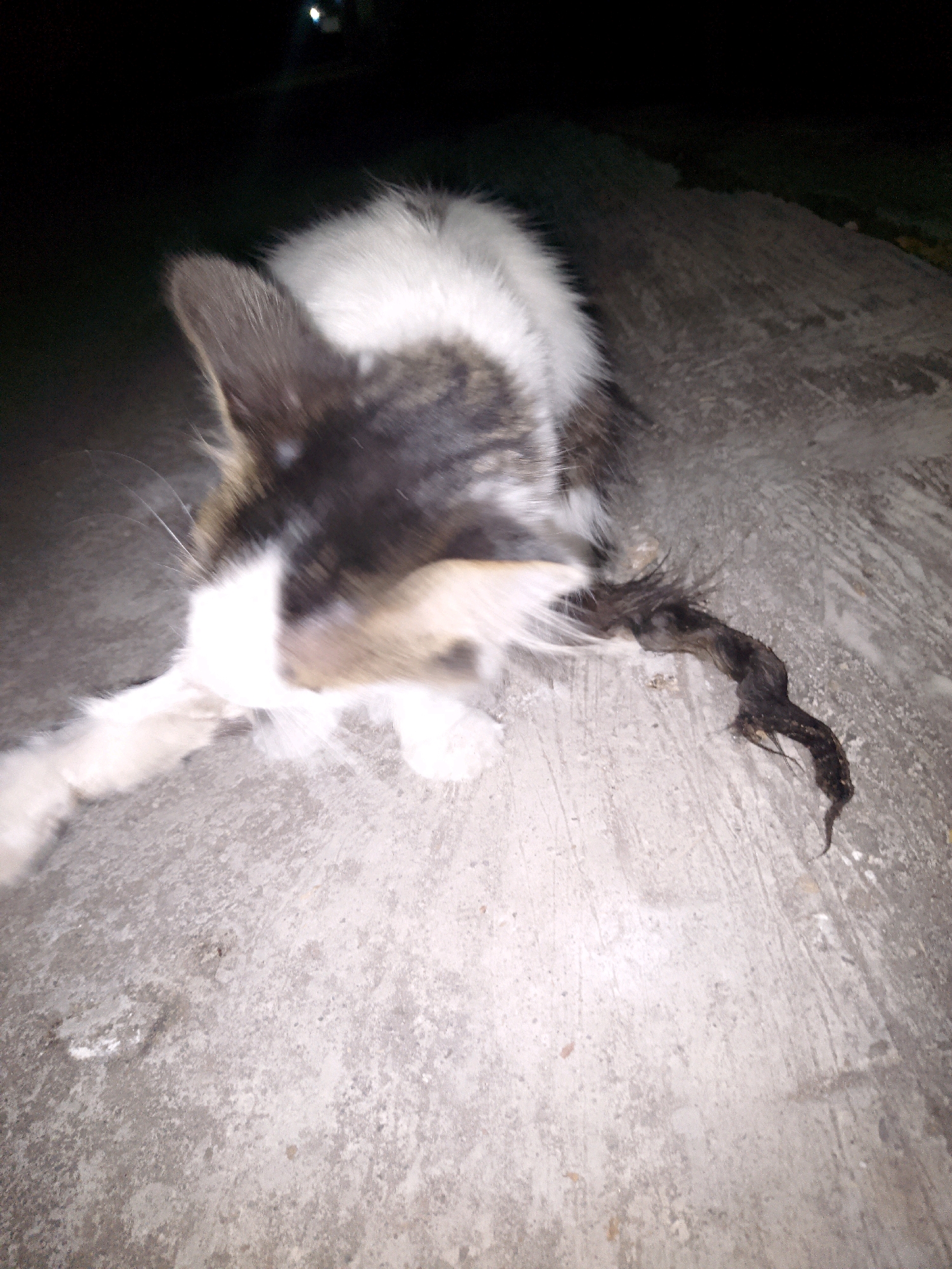 A blurry, low-light image shows a cat on a concrete surface at night. The cat, with white and dark fur, is partially obscured by motion blur, but its head and front paws are visible. The cat appears to be interacting with a dark, writhing object, possibly a lizard or snake, by its hindquarters. The concrete ground is rough and shows signs of wear. In the background, the scene is dark, suggesting it is nighttime, with some faint light sources visible in the distance. The overall mood is somewhat unsettling due to the low light and the unclear nature of the cat's interaction with the other creature. No text is visible in the image. The context of Kalijambe, Indonesia, implies an outdoor setting that could be a yard, alleyway, or street.