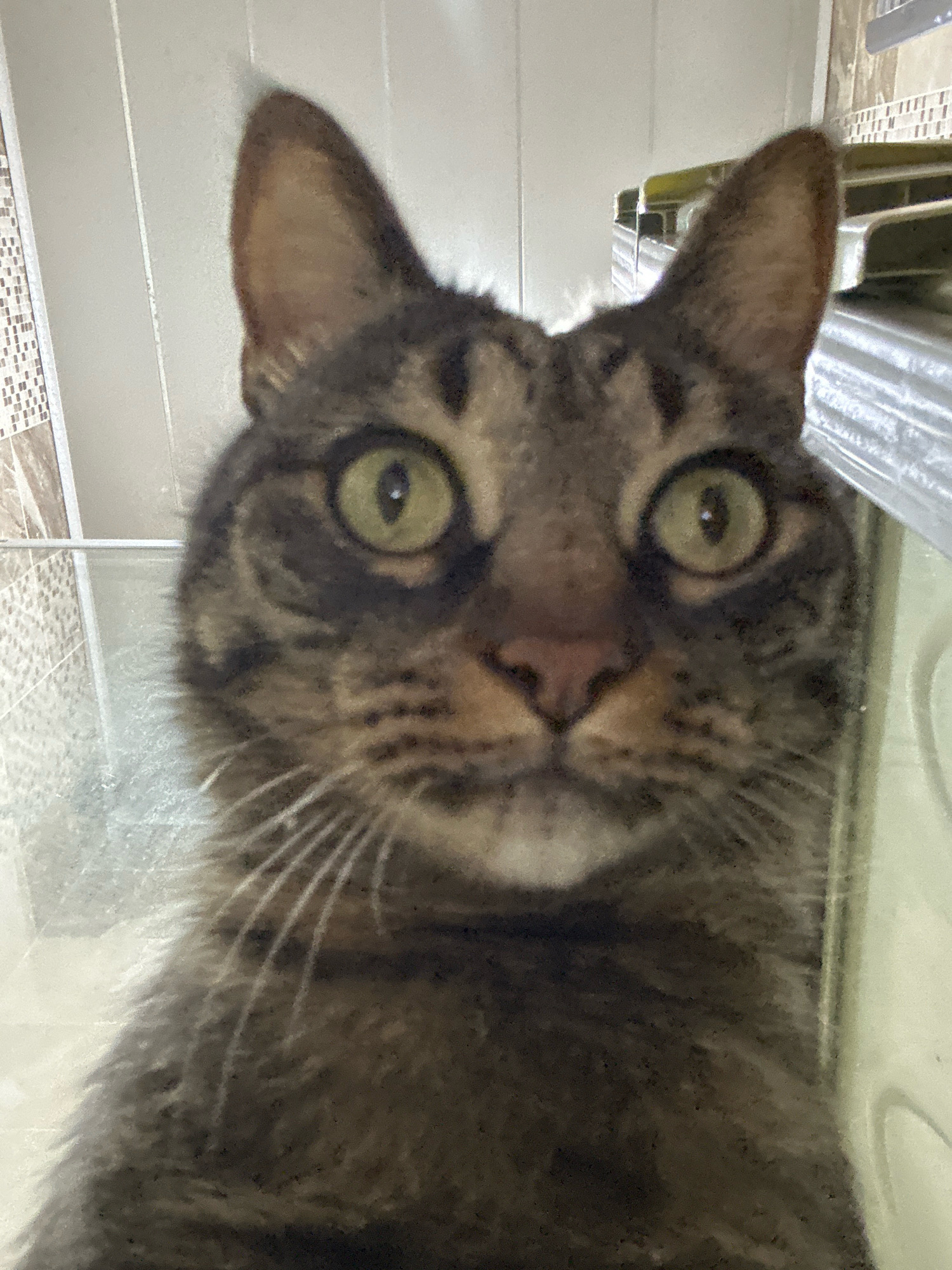The image shows a close-up of a tabby cat's face. The cat's eyes are wide and green, and its whiskers are prominent. The background appears to be an indoor setting with tiled walls and a reflective surface, possibly a refrigerator or a cabinet. The lighting is bright, casting a soft glow on the cat's fur. There is no identifiable information regarding its location in Khyrdalan, Azerbaijan.