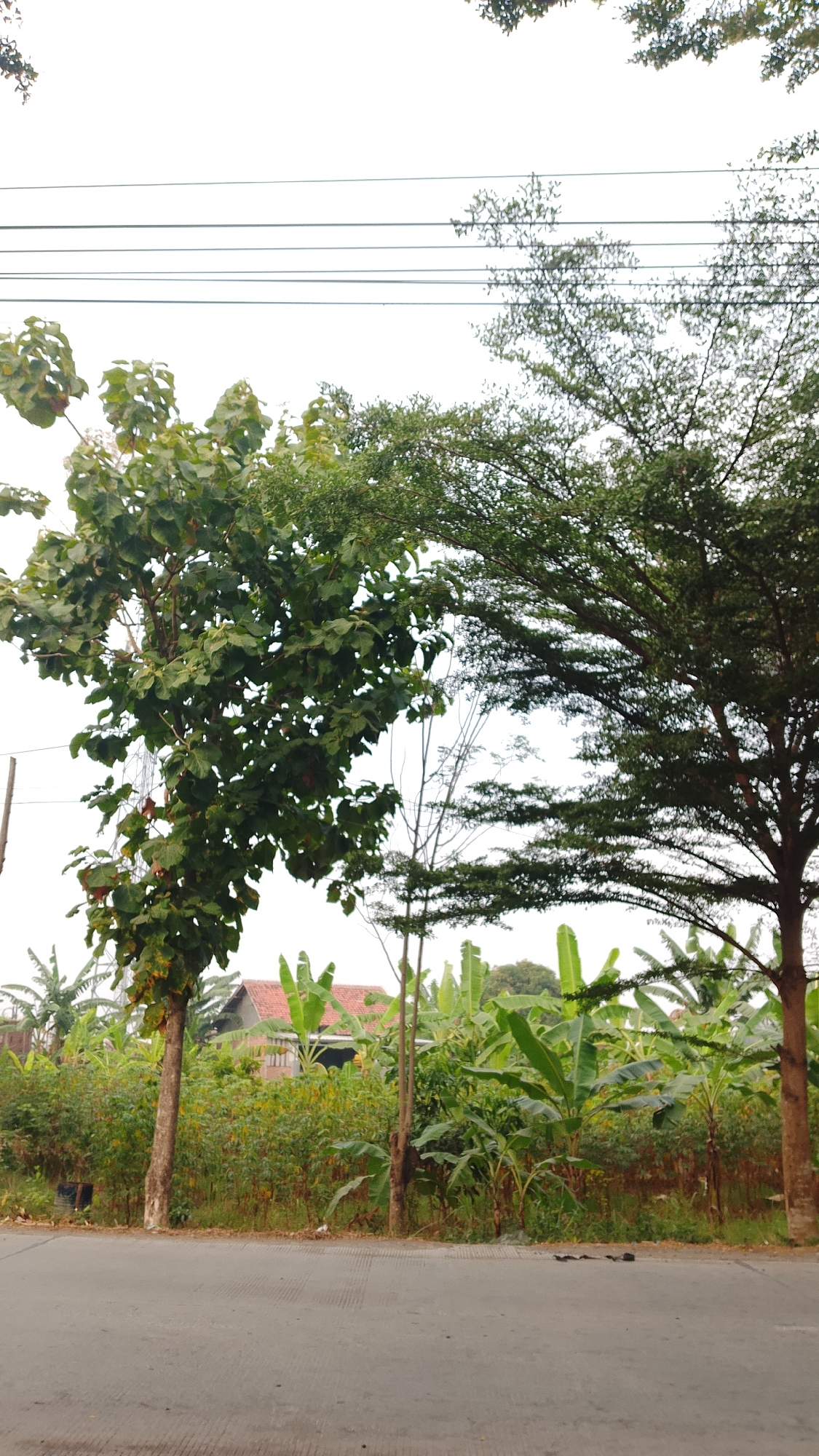 The image depicts a street scene in Curug, Indonesia, characterized by lush vegetation and overhead power lines. In the foreground, a paved road runs horizontally across the bottom of the frame. To the left of the road, a large tree with broad green leaves stands prominently. Behind it, a dense collection of smaller trees and bushes creates a green barrier, with a glimpse of a red-tiled roof of a building visible through the foliage. Banana trees with their characteristic large leaves are abundant throughout the midground. To the right, another tree with a denser, finer foliage stretches across the frame, its branches partially obscuring the sky. Several thin power lines are strung across the upper portion of the image against a bright, overcast sky. The overall impression is one of a semi-rural or suburban area with significant greenery. No people or animals are visible.
