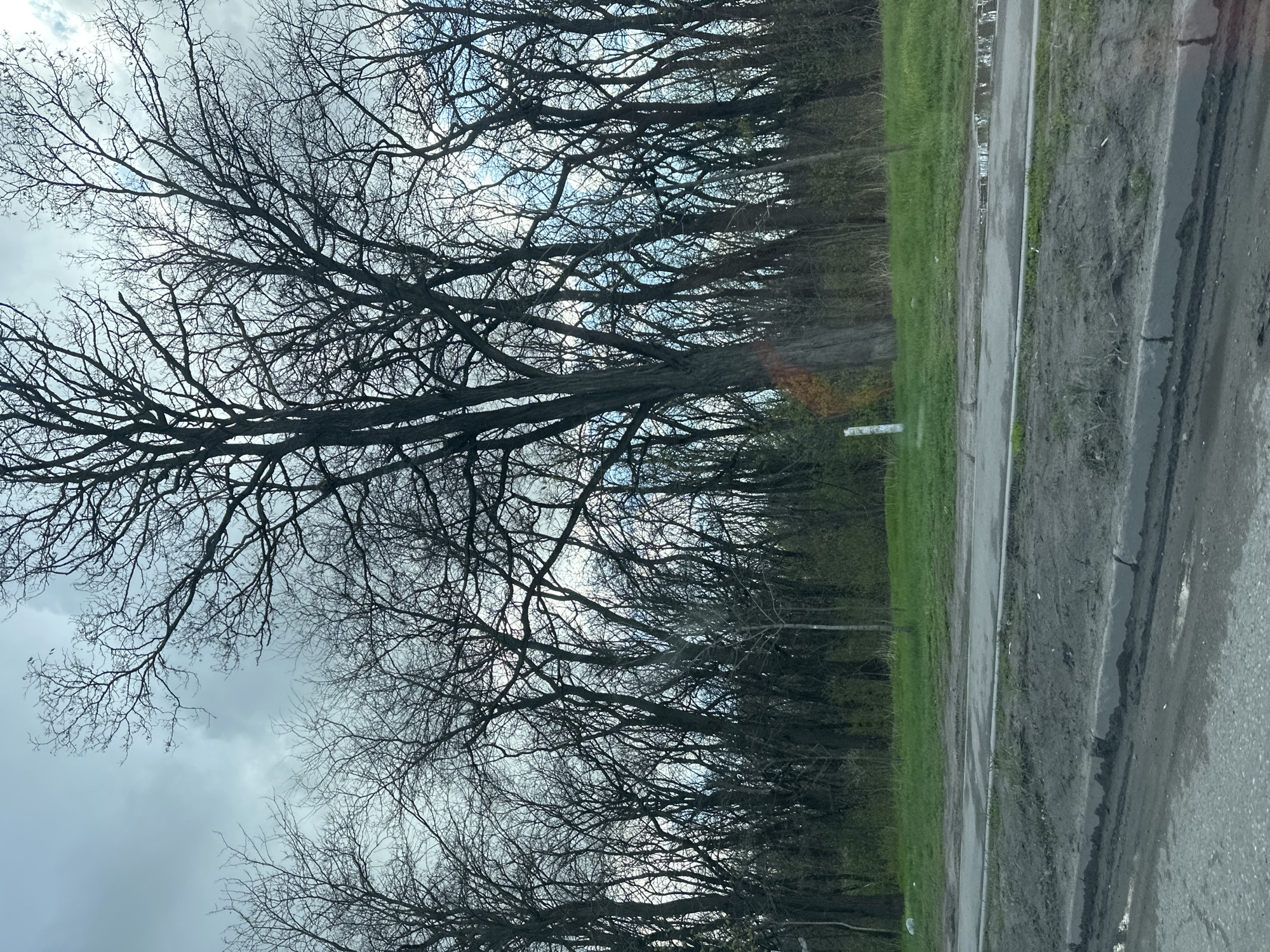 The image presents a row of trees with bare branches against a cloudy sky. To the right of the trees is a grassy area and a road with a curb. The ground appears wet. The location is not identifiable as Rostov-on-Don, Russia, based solely on the visual information provided.