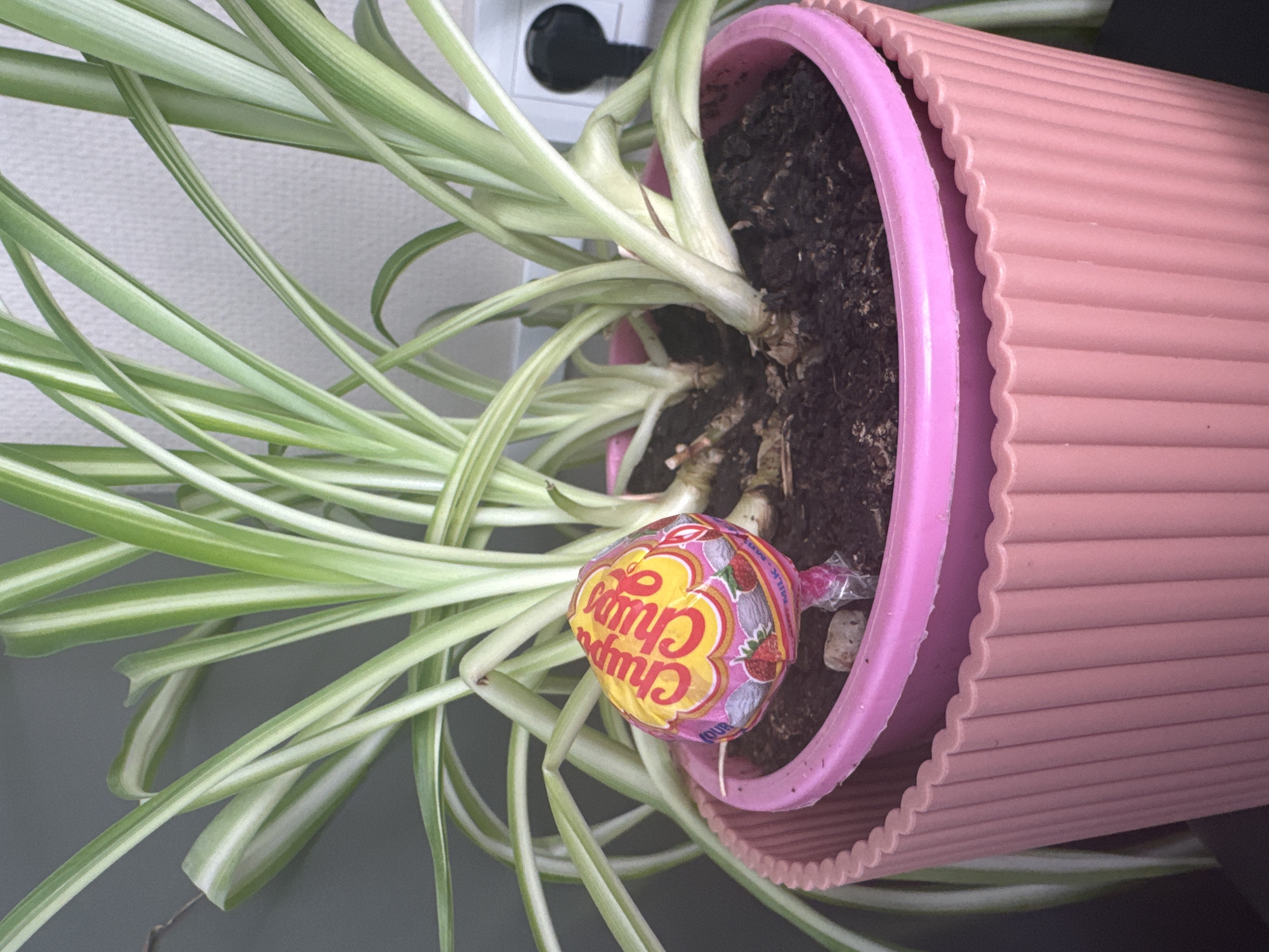 A Chupa Chups lollipop with a strawberry design is stuck into the soil of a spider plant in a pink pot. The plant has long, green and white striped leaves. The pot is ribbed and sits on a dark surface. In the background, a light-colored wall with a white electrical socket and a dark electrical plug is visible. This scene is located in Tourcoing, France.