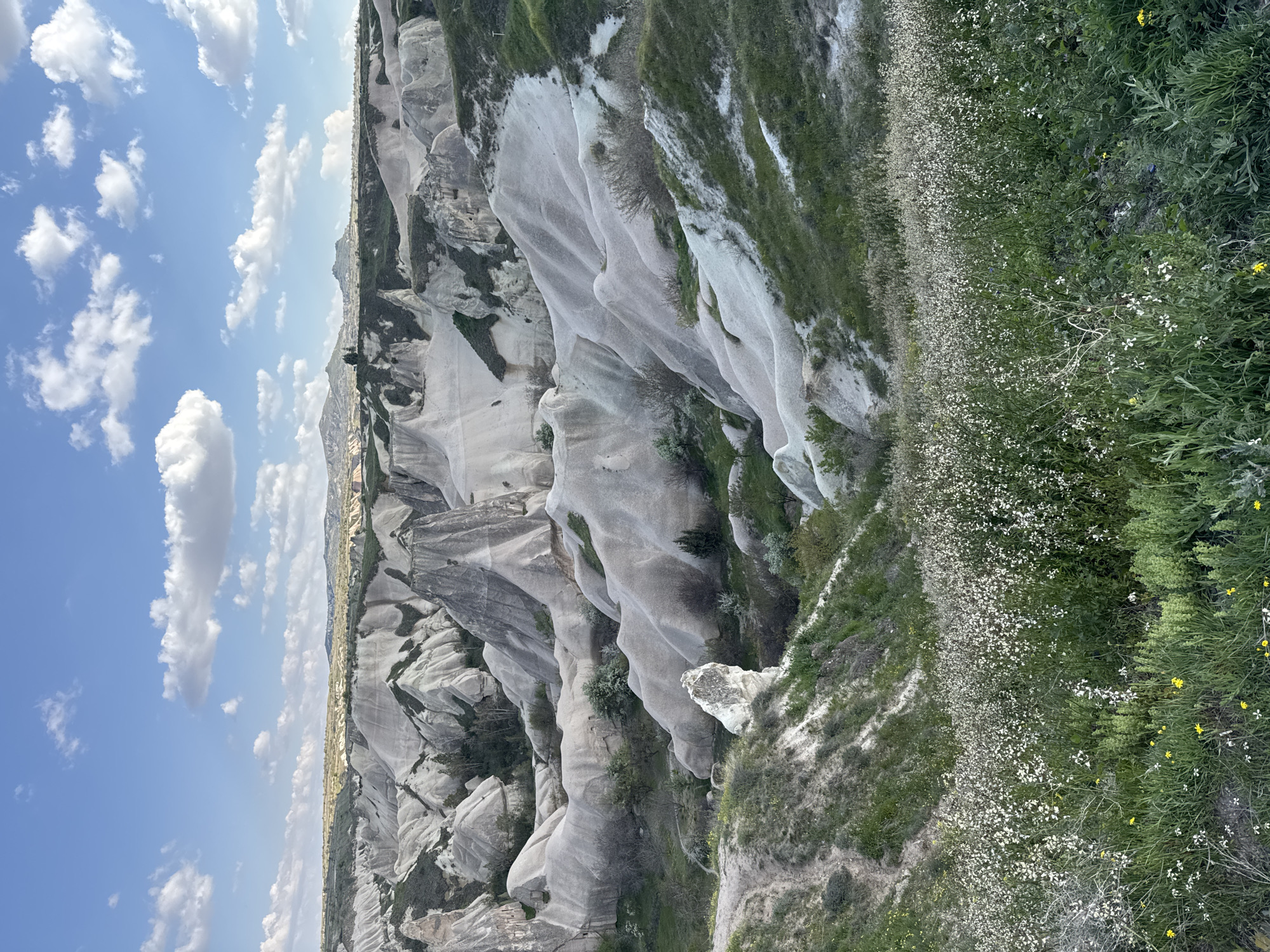 The image captures a sweeping, vertical panorama of the unique geological landscape in Göreme, Turkey. The scene is dominated by a vast valley filled with distinctive light-grey to off-white volcanic tuff rock formations, often referred to as "fairy chimneys" or eroded cone shapes. These formations exhibit undulating textures and layered structures, with patches of dark green vegetation, including small trees and shrubs, growing in their crevices and along their slopes.
The upper portion of the image features a bright, clear blue sky adorned with scattered, fluffy white cumulus clouds, suggesting sunny weather during the day, likely mid-morning to late afternoon given the soft lighting.
The immediate foreground, particularly on the right and bottom, showcases dense green vegetation dotted with numerous small white wildflowers and some sparse yellow wildflowers. This lush foreground provides a contrast to the pale rock formations behind it.
The overall scene depicts a serene and expansive natural landscape, characteristic of the Cappadocia region. There are no people, explicit activities, or visible text in the image.