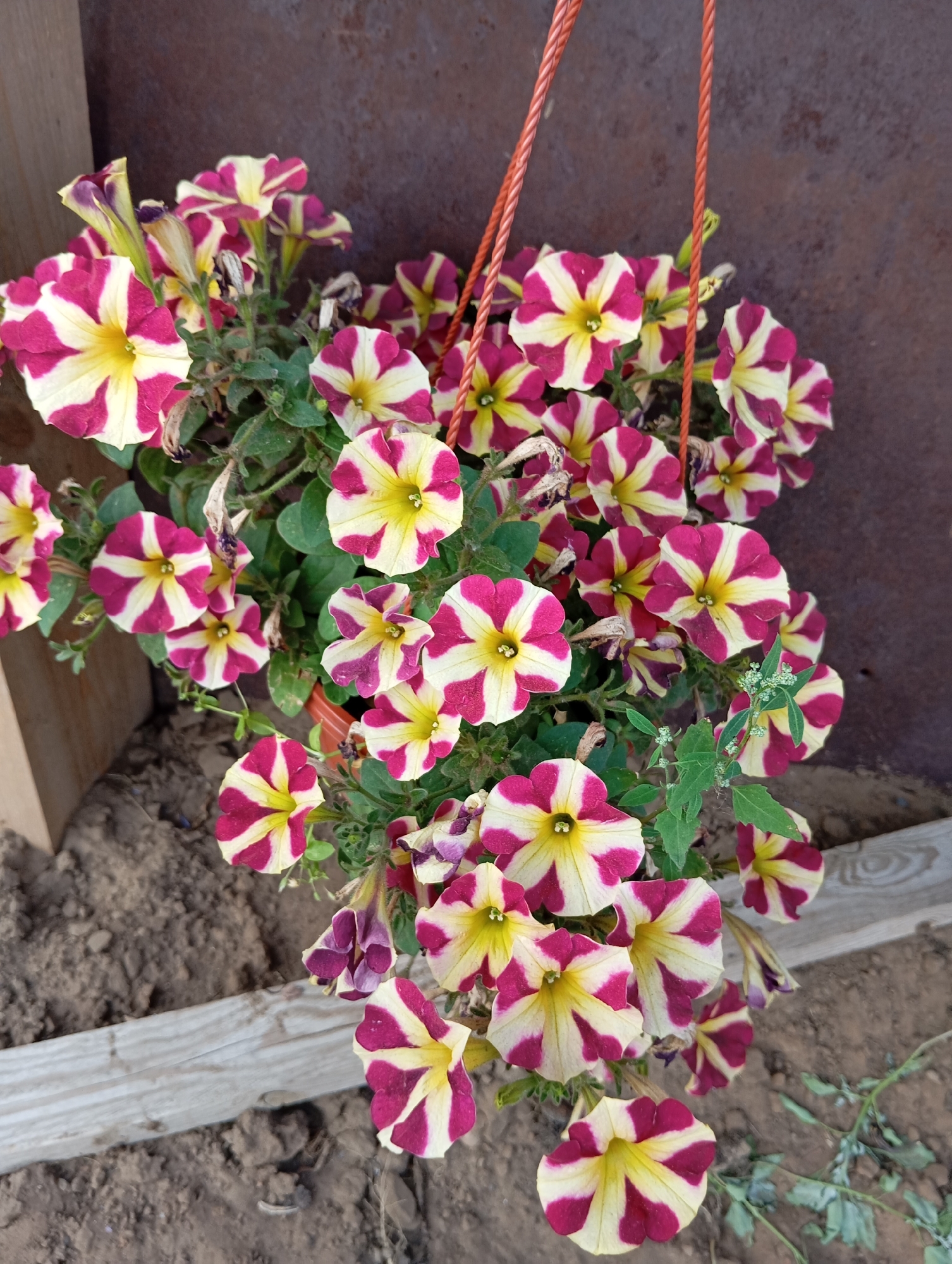 This is a close-up, high-angle shot of a hanging basket filled with a profusion of blooming petunias. The flowers exhibit a striking bicolor pattern of deep magenta stripes radiating from a bright yellow center against a creamy white background. The petals are trumpet-shaped and slightly ruffled. Green foliage interspersed with the flowers creates a lush appearance. Several spent or wilting blooms are also visible, along with some new buds.
The hanging basket is suspended by orange braided cords against a textured, dark brown, possibly weathered metal surface, suggesting an outdoor wall or structure. Below the basket, the ground is covered with loose, dark soil and small stones. A portion of a light-colored wooden plank is visible running horizontally across the lower part of the frame, partially embedded in the soil, hinting at a garden bed or border. The overall scene suggests an outdoor garden or patio setting. There are no people or animals present in the image. The location in Novodesyatnikovo, Russia, is not visually evident from the image itself but is provided contextually.