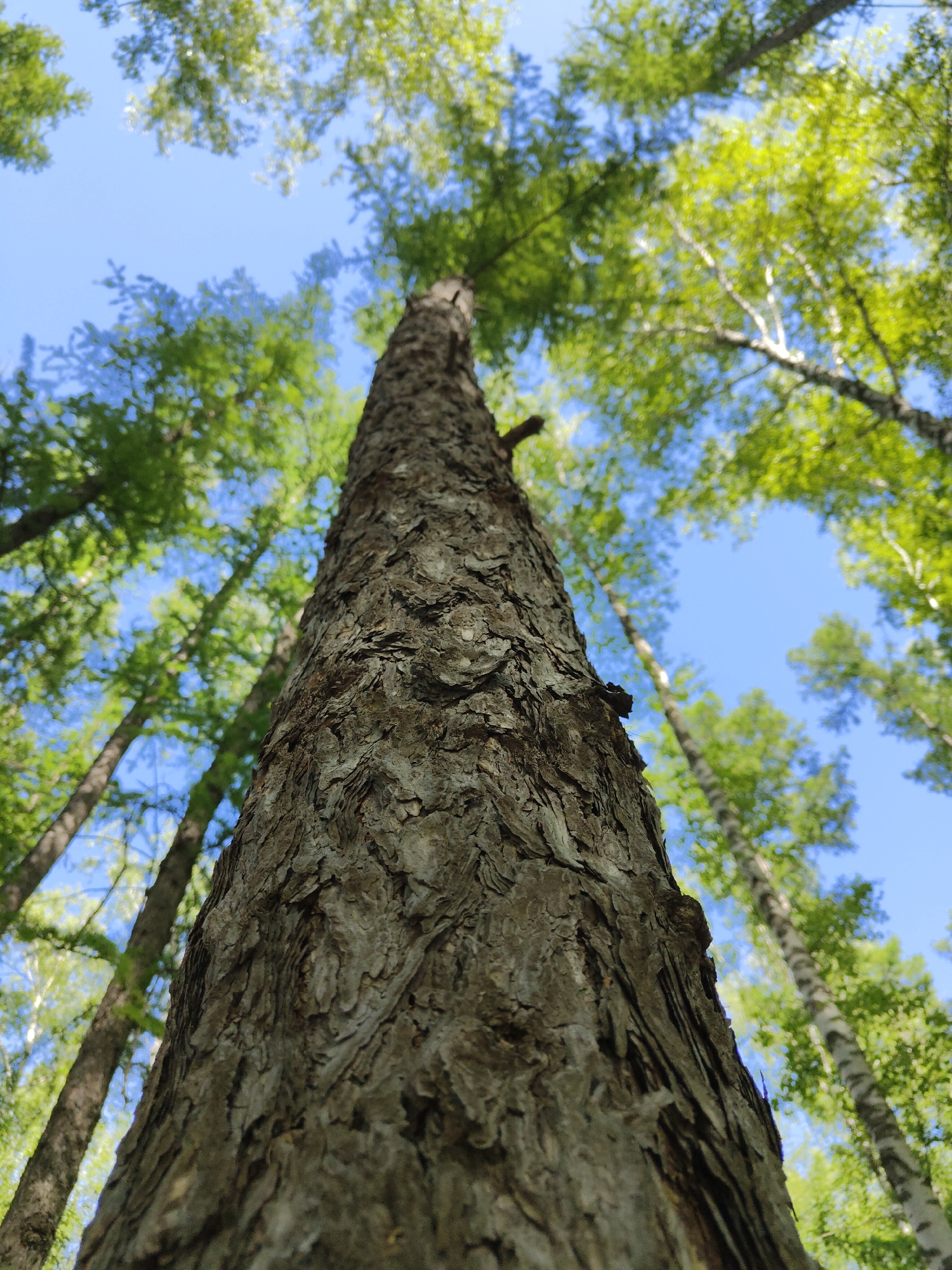 The image depicts a view looking up into a forest canopy. A large, textured tree trunk dominates the foreground, its bark appearing rough and deeply furrowed. The tree's trunk extends upwards, leading the eye towards the canopy of green leaves overhead, partially obscuring a blue sky. Several other trees with thinner trunks are visible in the background, with a mix of green foliage. Some of the thinner trunks have white markings on the bark. The image appears to be taken on a clear day with ample sunlight filtering through the trees. The location is Unknown.