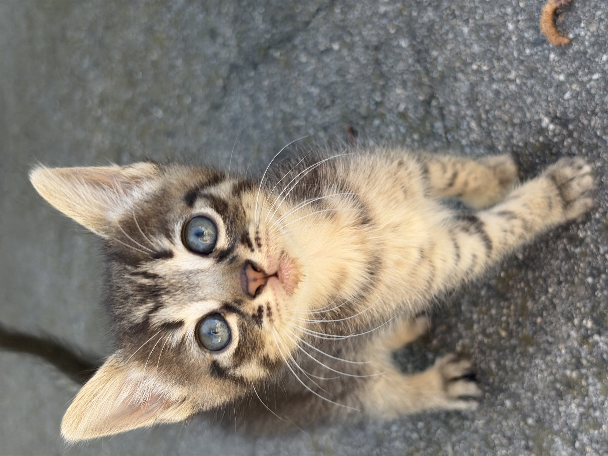 A high-angle close-up shot depicts a kitten lying on a textured grey surface, possibly pavement. The kitten has light tan fur with darker brown stripes and bright blue eyes. Its pink nose is centered in its face, surrounded by long white whiskers. The kitten's ears are pointed upwards and are light tan inside. Its paws are extended slightly, with visible black claws. A brown worm is visible in the upper right corner of the frame. A dark tail is faintly seen at the bottom-left. The location and city are unknown.