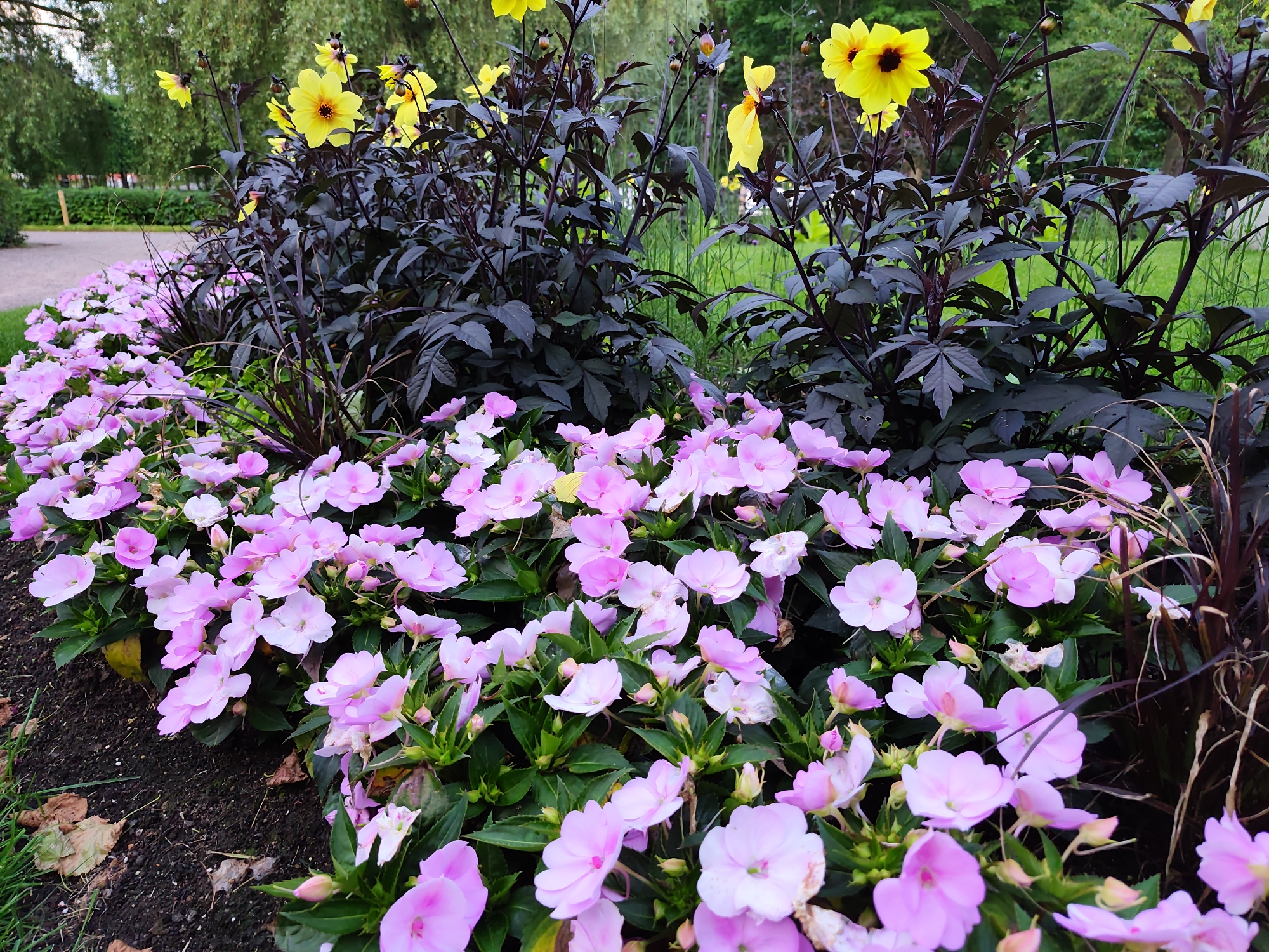 The image depicts a flowerbed with a variety of flowers in what appears to be a park or garden setting. In the foreground, there is a dense arrangement of small, light pink flowers with green leaves. Behind these, a darker, taller plant with deep purple foliage and bright yellow flowers with dark centers is visible. The background shows more greenery, including trees and grass, suggesting an outdoor, possibly urban, green space. The lighting suggests it is daytime, with soft natural light. There are no people or animals visible in the image. The scene is static and focused on the floral arrangement. The location is specified as Tallinn, Estonia.