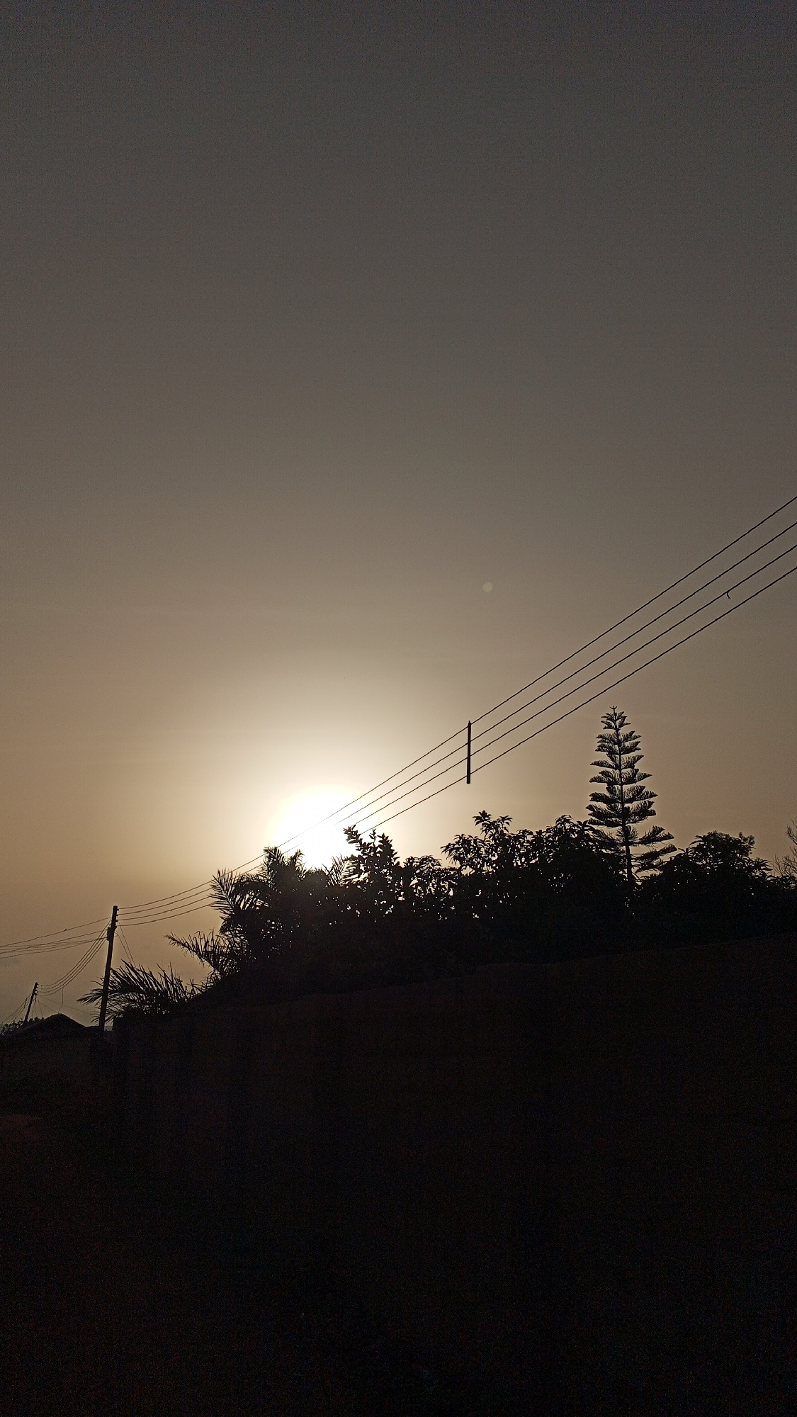 A silhouetted landscape under a bright, hazy sky, likely at sunrise or sunset. Power lines run across the upper-right quadrant of the frame. A dense line of trees and vegetation form the midground silhouette, with a distinctive pine tree on the right. In the foreground, an undefined dark area obscures the ground level. The location is indeterminate.