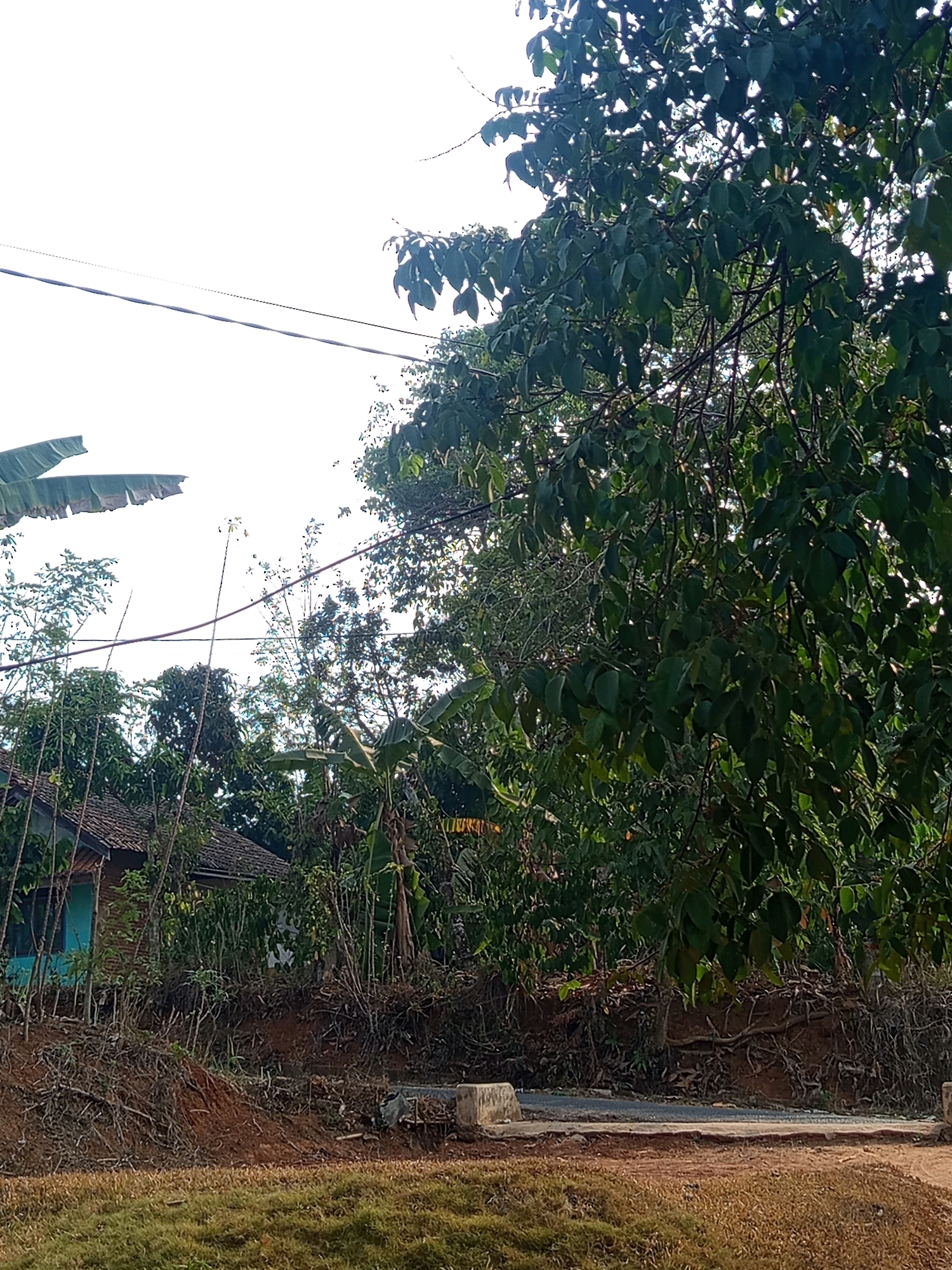 The image captures a scene in Karang Sari, Indonesia, with a focus on a rural landscape dominated by lush vegetation. In the foreground, a grassy area transitions to a dirt path. A small, light blue-walled house with a brown tile roof is visible amidst dense foliage on the left side of the image. Power lines stretch across the sky. The overall environment suggests a tropical setting with abundant plant life, including what appear to be banana leaves on the far left. The lighting indicates it is daytime, with sunlight filtering through the trees.