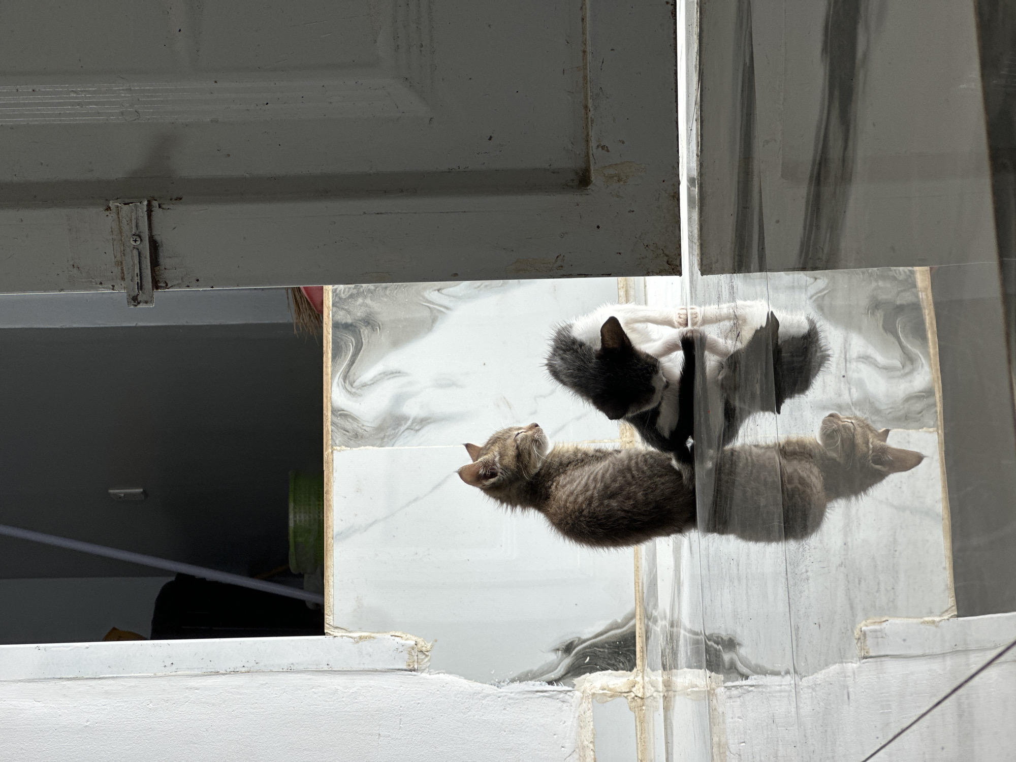 Two cats are visible through a window. One is a tabby and is lying down. The other cat is black and white, and is standing. The window is white and made of glass or a similar material, as reflections are visible. The location is unknown and cannot be determined based on the image.