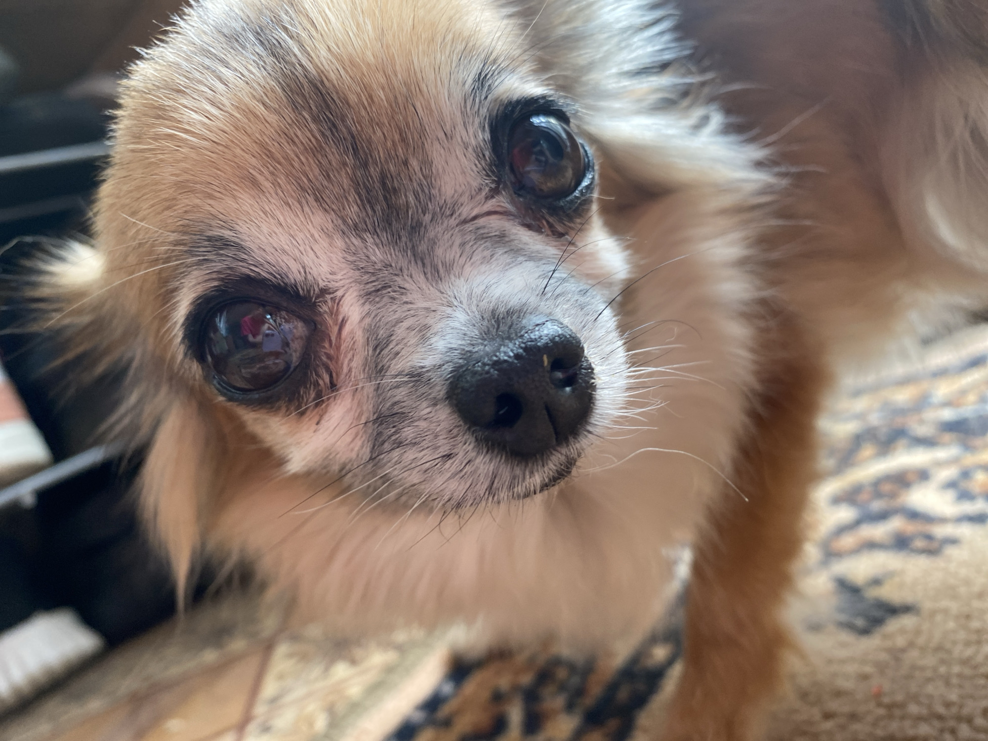 A close-up, eye-level, full-shot photograph shows a chihuahua looking directly into the camera. The dog is a tan and white color with long fur. Its eyes are dark brown and appear glassy. The dog's nose is black and wet. The background is blurred, but appears to be an indoor setting with a patterned rug. There are no people or other animals visible in the image. The photograph was taken in the city of Maykop, Russia.
