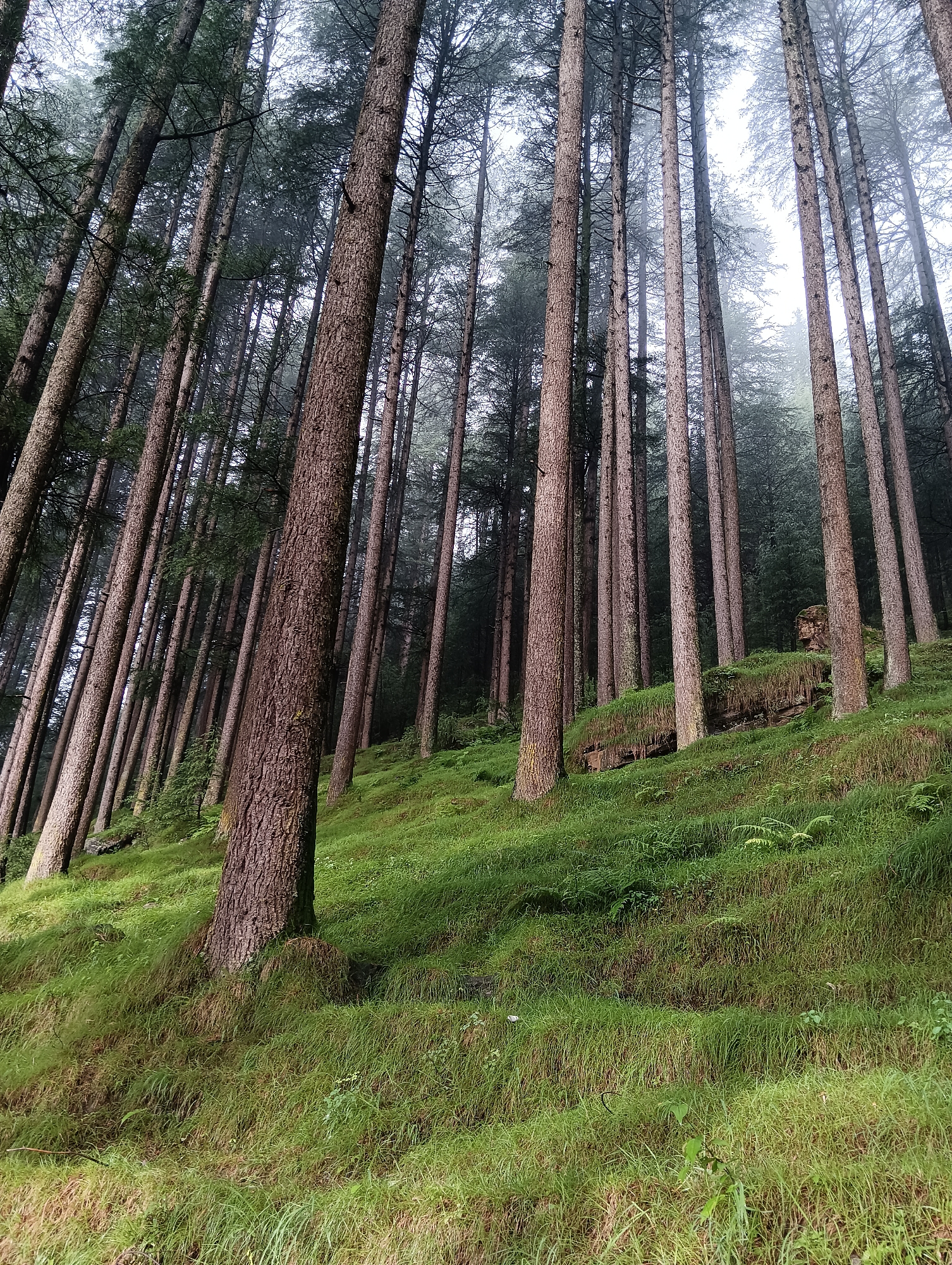 In the misty highlands of Chhyal, India, a dense forest of tall, slender pine trees stands on a steep, grassy slope. The trees, with their rough, brown bark, are closely spaced, their trunks angling upwards towards a pale, overcast sky. The ground is covered in lush, green grass, with patches of moss and ferns growing among the rocks. The overall atmosphere is one of serene, natural beauty, with the mist adding a touch of mystery to the scene.