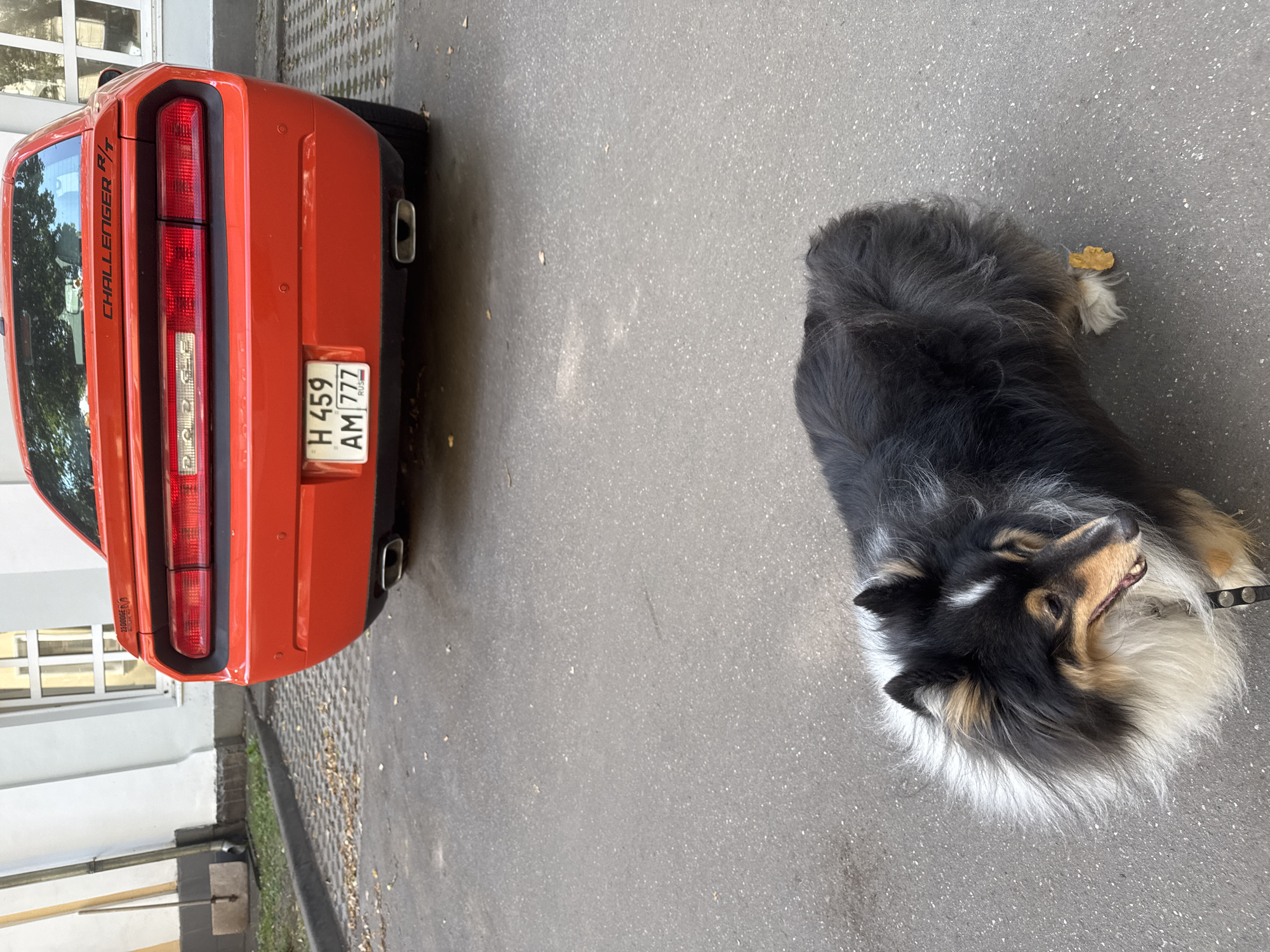 An orange Dodge Challenger R/T is parked on an asphalt surface in front of a building. The car has a Russian license plate that reads "H 459 AM 777". A tri-colored Shetland Sheepdog, primarily black, white, and tan, is standing in the foreground, facing to the right and looking slightly downwards. The dog is wearing a black collar with silver studs. The background shows the side of a building with windows and some foliage. The ground is a mixture of asphalt and patterned paving stones. The lighting suggests it is daytime. The scene is likely located in a city, possibly a residential or public area. The presence of the car and the building suggests an urban environment.