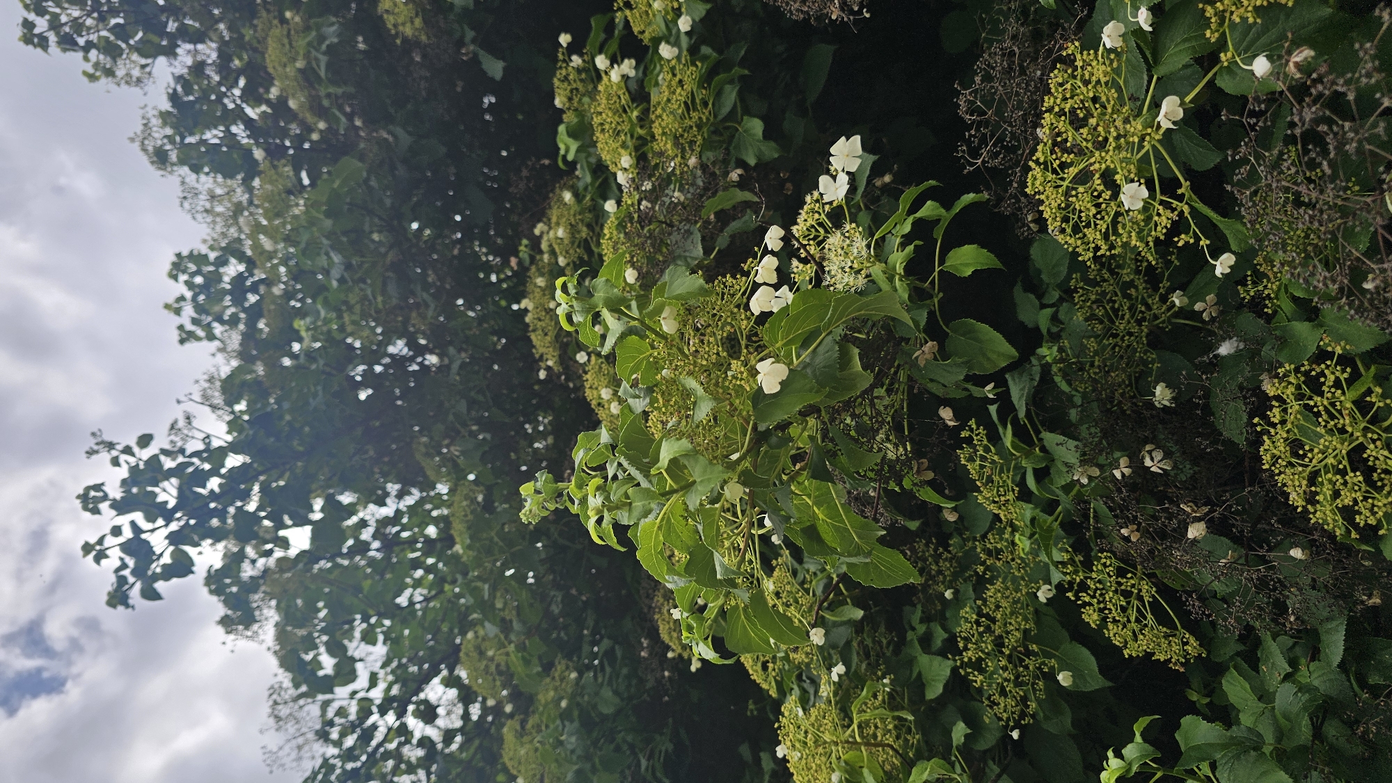 This is a close-up, vertical, outdoor photograph of a lush green plant with clusters of small white flowers and undeveloped green flower buds against a backdrop of dark green foliage and a cloudy sky. The plant is an unidentified species, likely a flowering shrub or tree. It appears to be healthy and in bloom. The lighting suggests an overcast day, with diffused sunlight filtering through the clouds. The photograph was taken in Boussu-lez-Walcourt, Belgium, but the specific location within the city is not provided. No people or animals are visible in the image. The scene is static, with no discernible action or interaction.