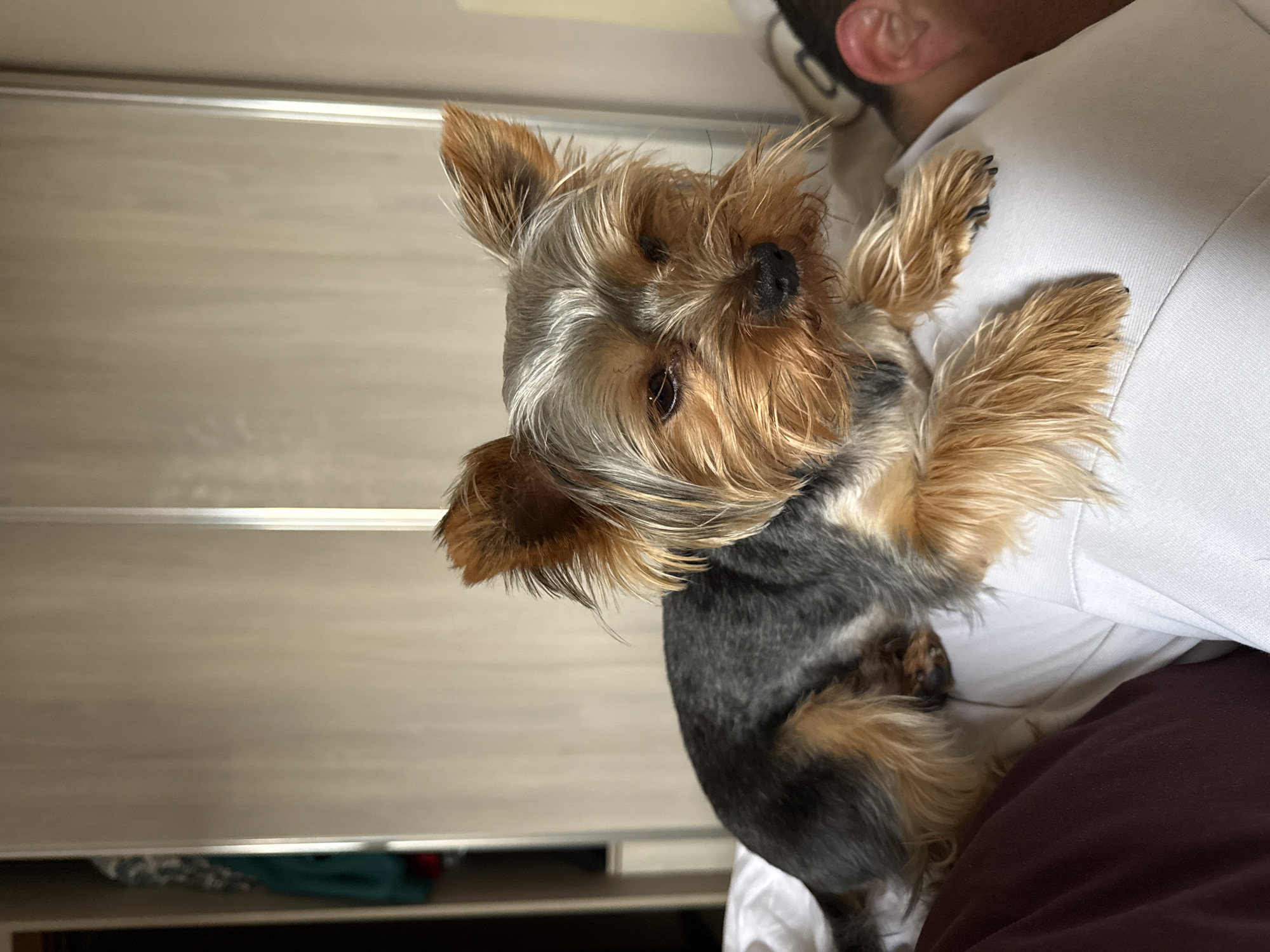 A Yorkshire terrier is lying on a person’s chest. The person is wearing a white shirt. The background features a light-colored closet or wardrobe. The location is not discernible from the image.