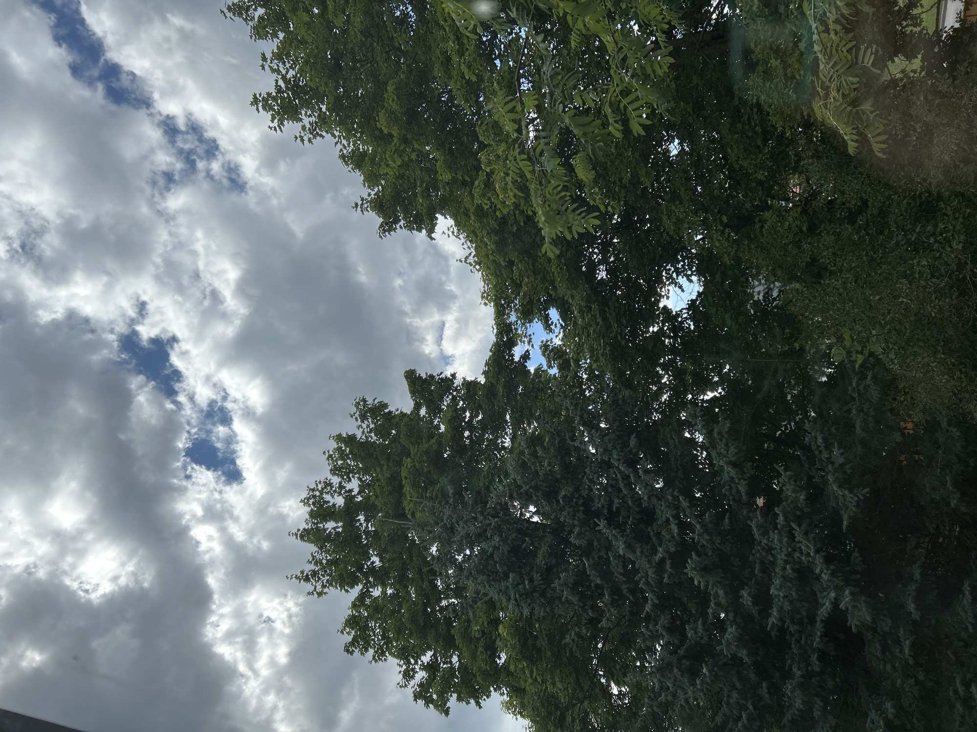 The image depicts a view of the sky through the foliage of trees, taken from a window in Zelenograd, Russia. The sky is partially obscured by large, dark gray and white clouds, with patches of blue sky visible through them. Two prominent trees dominate the foreground, their dense green leaves filling the lower portion of the frame. The tree on the left appears to be an evergreen, with dark, needle-like foliage, while the tree on the right is deciduous, with broader, lighter green leaves. The overall impression is one of an overcast day with intermittent sunlight.