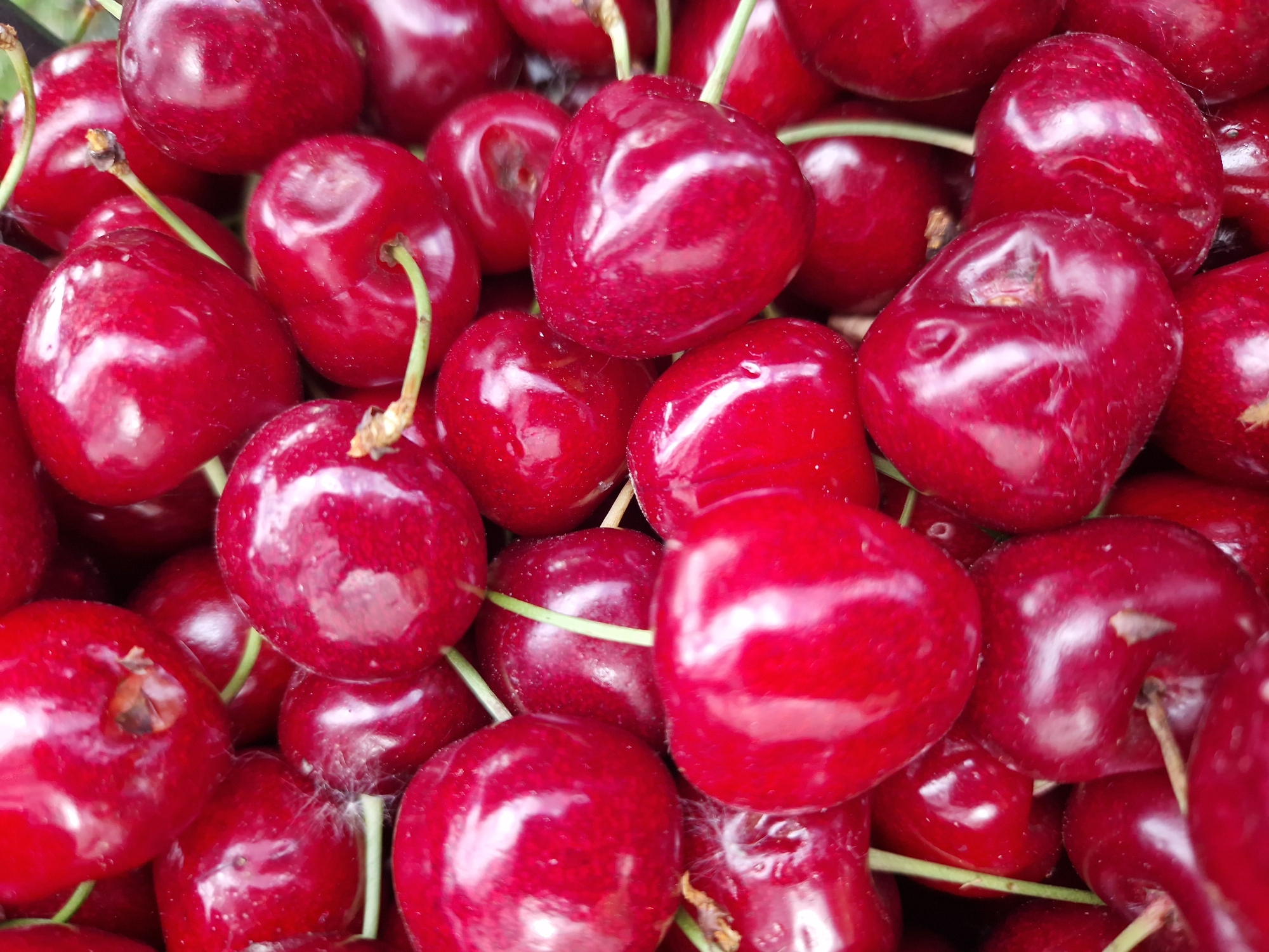 A close-up, overhead shot shows a pile of ripe, dark red cherries. Some cherries are in focus, revealing their smooth, glossy skin and visible stems, while others are blurred in the background, creating a shallow depth of field. The lighting highlights the plumpness and rich color of the fruit, suggesting a fresh harvest or a well-stocked market stall. The image does not contain any elements that would allow for identification of a specific location in Sofia, Bulgaria, or any people or actions.