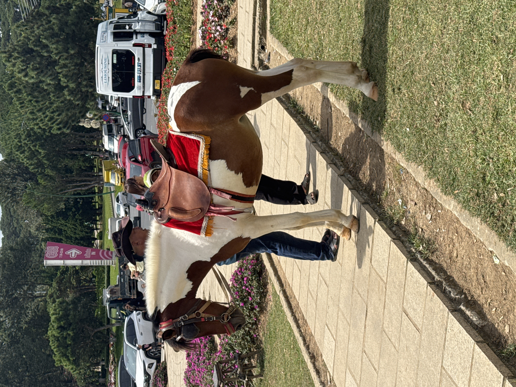 In Da Lat, Vietnam, a brown and white horse is standing on a paved walkway next to a grassy area. The horse is equipped with a saddle and a red saddle blanket. Two individuals are standing near the horse. One person, wearing a cowboy hat, dark shirt, and blue jeans, appears to be handling the horse. Another person, wearing black pants, is standing beside them. In the background, there is a street with various vehicles, including cars, a white van labeled "LIMOUSINE," and a yellow truck. Trees and a sign with Vietnamese text and "GO!" are also visible in the background. The scene appears to be a tourist area, possibly offering horse rides.