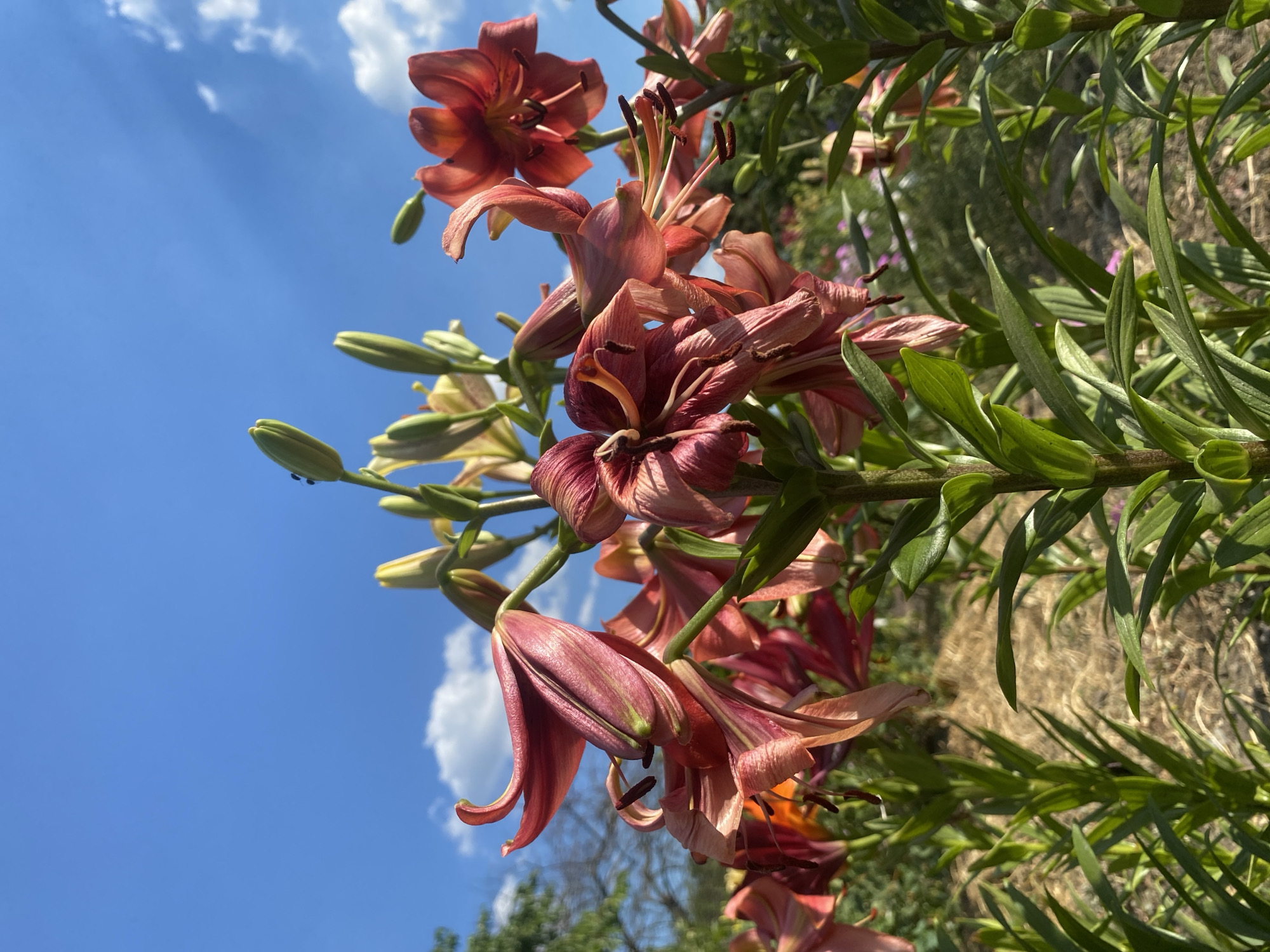 A cluster of reddish-pink lilies with prominent stamens and petals are in bloom against a bright blue sky with scattered white clouds. Some lilies are fully open, while others are still in bud. The flowers are on long, green stems with slender leaves. The background shows a blurred landscape with dry grass and foliage, suggesting an outdoor setting in a garden or field. The lighting indicates it is daytime, likely a sunny day. The scene is a close-up, vertical shot focusing on the lilies and the sky, with the ground elements providing context. The location is Ustyvytsia, Ukraine.