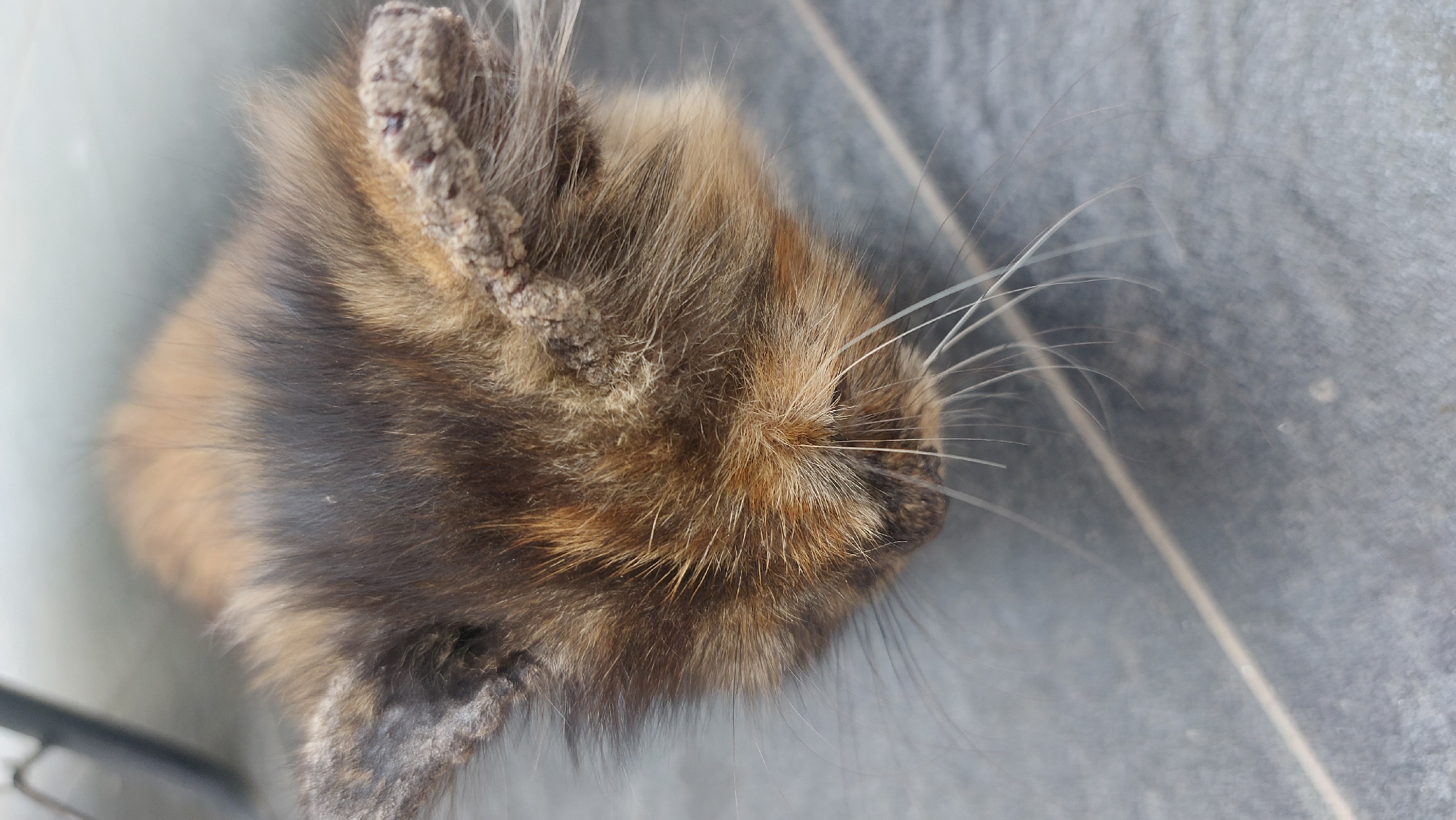 A close-up, overhead shot shows the head of a calico kitten lying on a gray tiled surface. The kitten's fur is a mix of brown, black, and orange. Its ears are erect and appear to be covered in a rough, crusty substance. The kitten's whiskers are long and white, fanning out from its snout. The tiled surface is visible in the background, with a faint line running diagonally across it. There is a blurred object, possibly a bicycle wheel, in the upper left corner of the image. The scene is set in Bandar Setia, Indonesia.