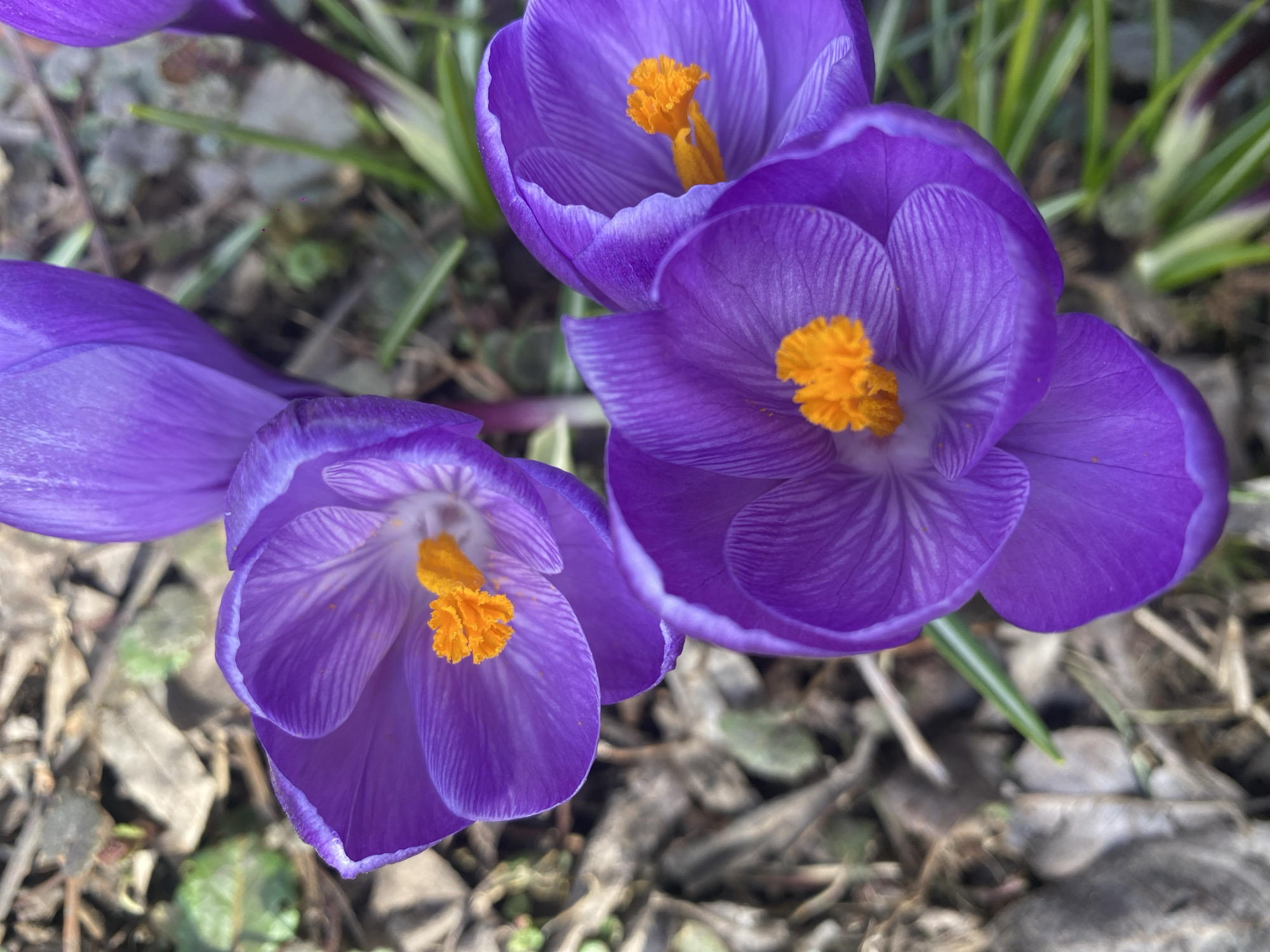 The image captures a close-up, top-down view of several vibrant purple crocus flowers blooming in an outdoor setting. The dominant colors are rich purple and bright orange-yellow, contrasting with a muted, earthy background.
At the center of the frame, three crocus flowers are prominently displayed and in sharp focus, with parts of at least one other flower visible on the left side. Each flower features multiple broad, velvety purple petals that are slightly open, revealing their inner structure. The petals exhibit subtle linear striations or veins, particularly visible on the inner surfaces, adding texture and depth to their appearance. The edges of the petals have a slightly lighter or frosted appearance.
In the heart of each open crocus, a cluster of bright orange-yellow reproductive parts (likely pistils and stamens) stands out. These central structures appear fuzzy or feathery, creating a vivid focal point against the purple.
The flowers are growing out of a textured ground cover. The background consists primarily of dried, brownish-grey leaves and small pieces of organic debris, suggesting fallen foliage from previous seasons. Interspersed among the dried leaves are thin, bright green blades of grass or other nascent plant growth, hinting at early spring. The ground is somewhat blurred, serving to keep the flowers as the main subject.
The lighting appears to be natural daylight, possibly from a high or diffused source, as the flowers are well-illuminated without harsh shadows, highlighting their colors and forms. The overall impression of the image is one of freshness, new life, and the arrival of spring. There is no visible text in the image.