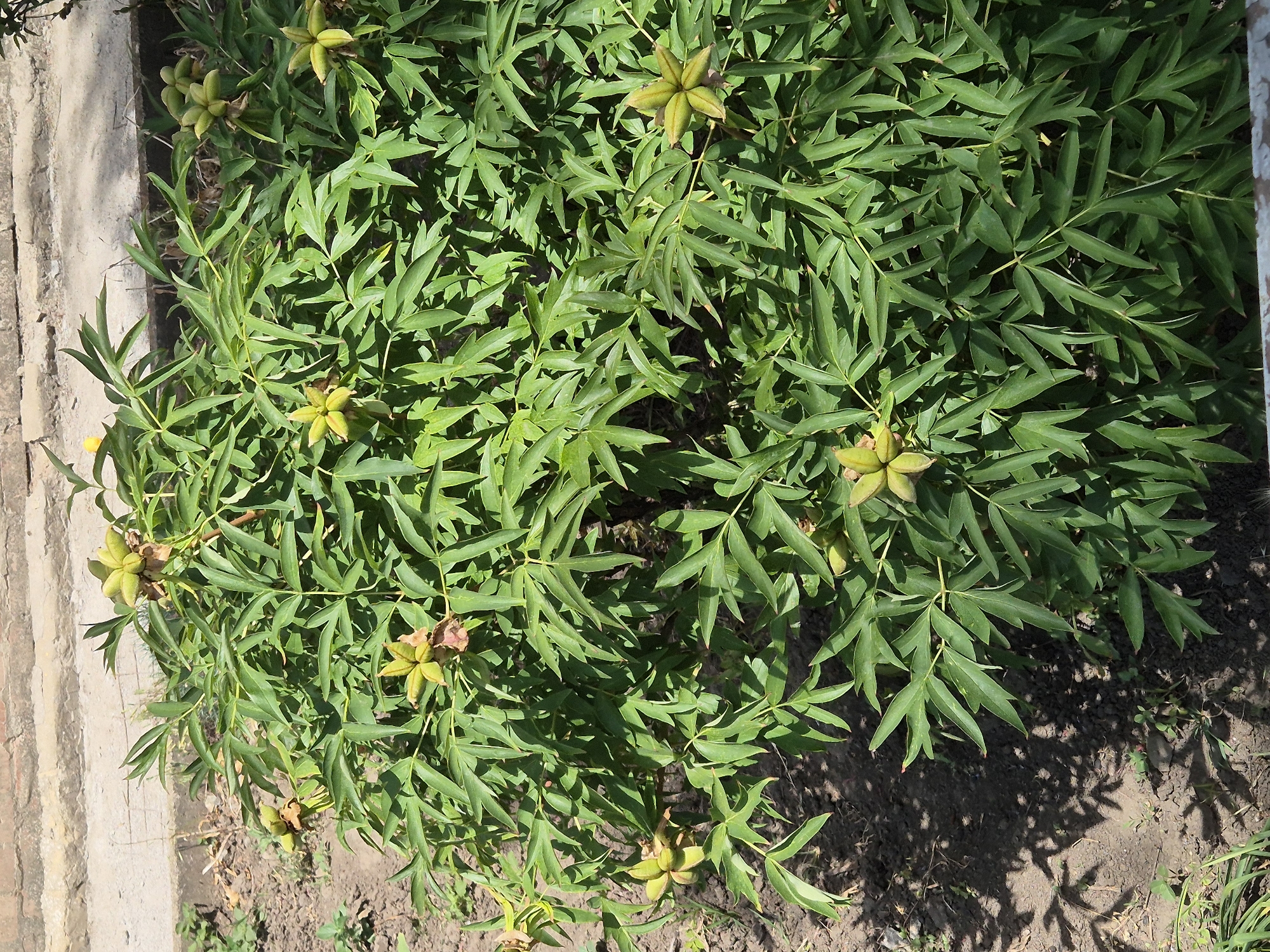 The image shows a close-up of a peony bush with green, star-shaped seed pods and deeply lobed green leaves. The bush is planted in dark soil, with some dried leaves and small weeds on the ground. In the background, there is a brick wall and a concrete pathway. The lighting suggests it is a sunny day, casting shadows on the ground. The location is specified as Sozonivka, Ukraine. There are no people or animals visible in the image.