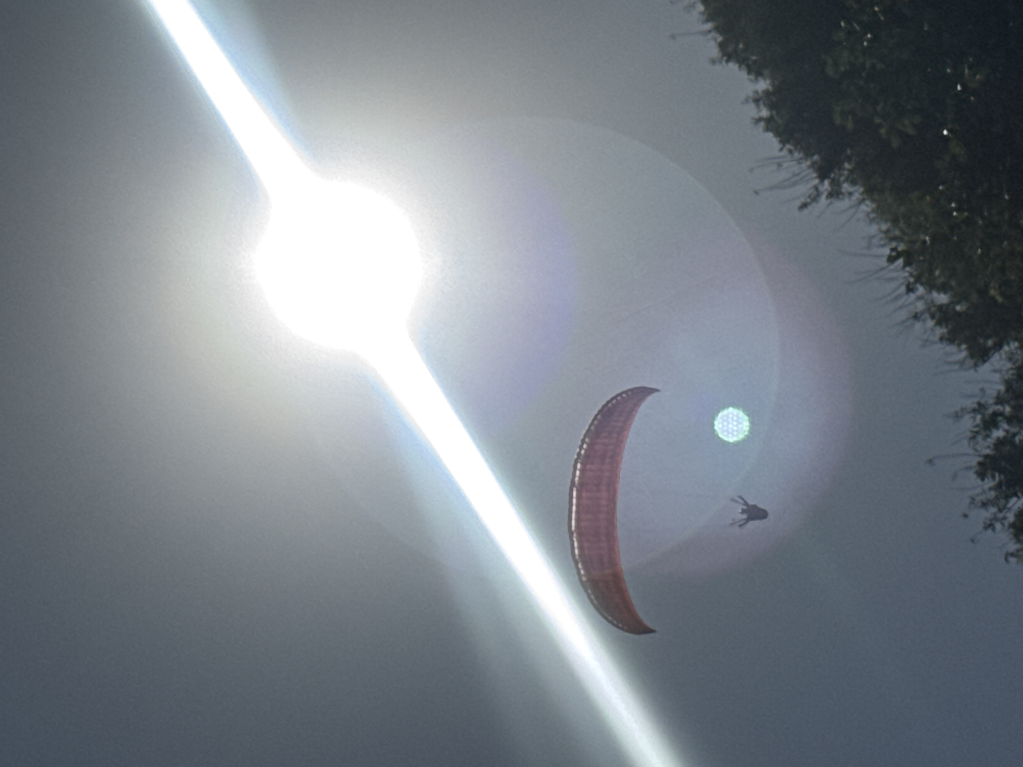 An upward-angled shot captures a paraglider in mid-flight against an intensely bright, sunlit sky. The main subject is a paraglider, appearing as a dark silhouette of a person, suspended beneath a crescent-shaped, maroon-colored paragliding wing.
The sun, an overwhelming source of light, is positioned in the upper-left quadrant, creating significant overexposure and emitting strong white lens flares that cut diagonally across the frame. These flares result in a hazy, bright white and light grey sky, almost obscuring other details. A distinct circular green lens flare is also visible to the right of the main sun flare, above the paraglider.
In the upper right corner, a dark, silhouetted section of a tree, likely branches and foliage, is visible, indicating proximity to land. The time of day is clearly daylight, with the sun being a dominant feature. The strong backlighting effectively silhouettes the paraglider and wing, highlighting their form against the luminous sky. No visible text is present in the image. The setting, given the context, is in Kuta Selatan, Indonesia, suggesting a tropical and scenic outdoor environment.