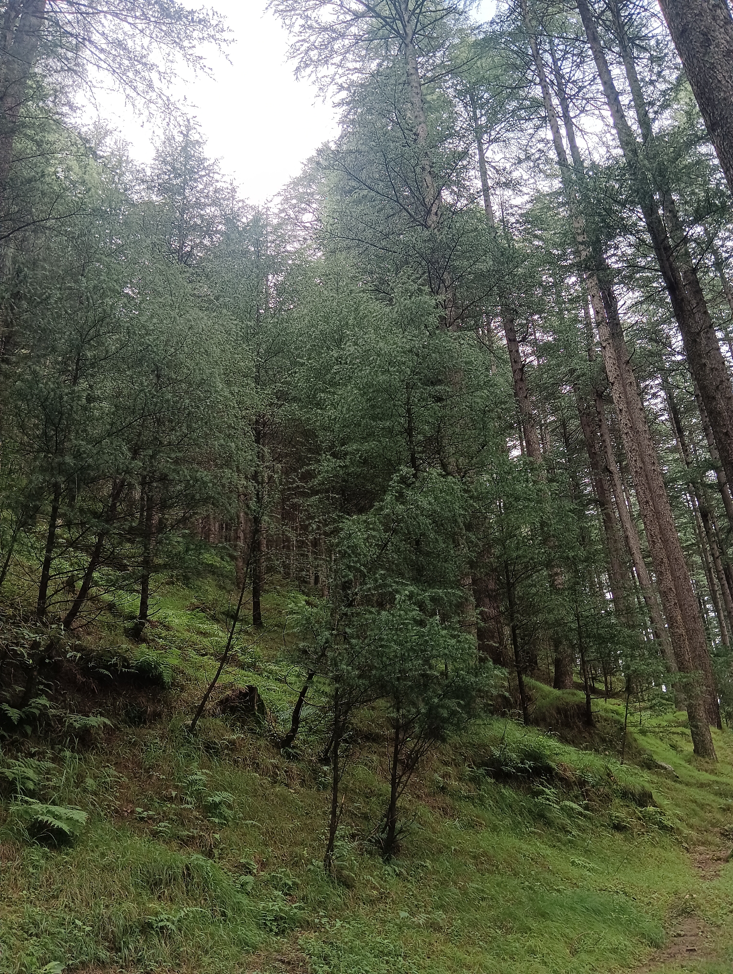 The image depicts a dense forest with tall coniferous trees, likely pine or deodar, dominating the landscape. The trees are closely spaced, with their trunks rising vertically and their branches forming a thick canopy overhead. The ground is covered in a thick carpet of green grass and ferns, indicative of a moist environment. The terrain appears to be sloped, with the forest extending upwards on the left side of the image and a path or clearing visible on the right. The lighting suggests an overcast or cloudy day, with the sky visible through the gaps in the canopy appearing bright and diffused. The overall impression is one of a natural, untouched wilderness. The location is identified as Chhyal, India.
