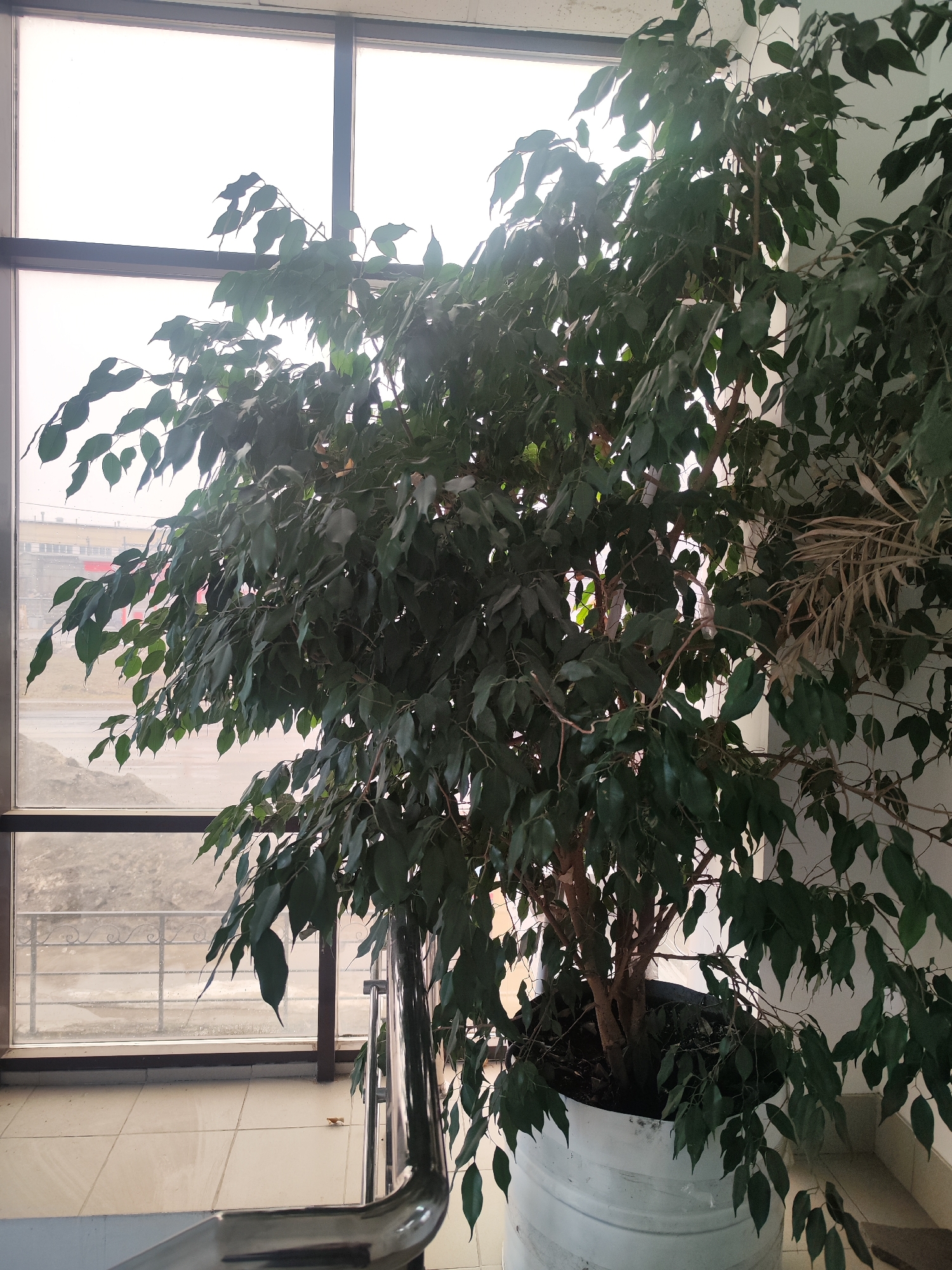 A large potted ficus tree stands indoors near a window, filling a substantial portion of the frame. Outside the window, an overcast day is visible with a building in the distance. A metal railing is also present, indicating the plant's position may be on a landing or near a staircase. The tile floor suggests an indoor commercial or public space. Location: Chaikovsky, Russia.