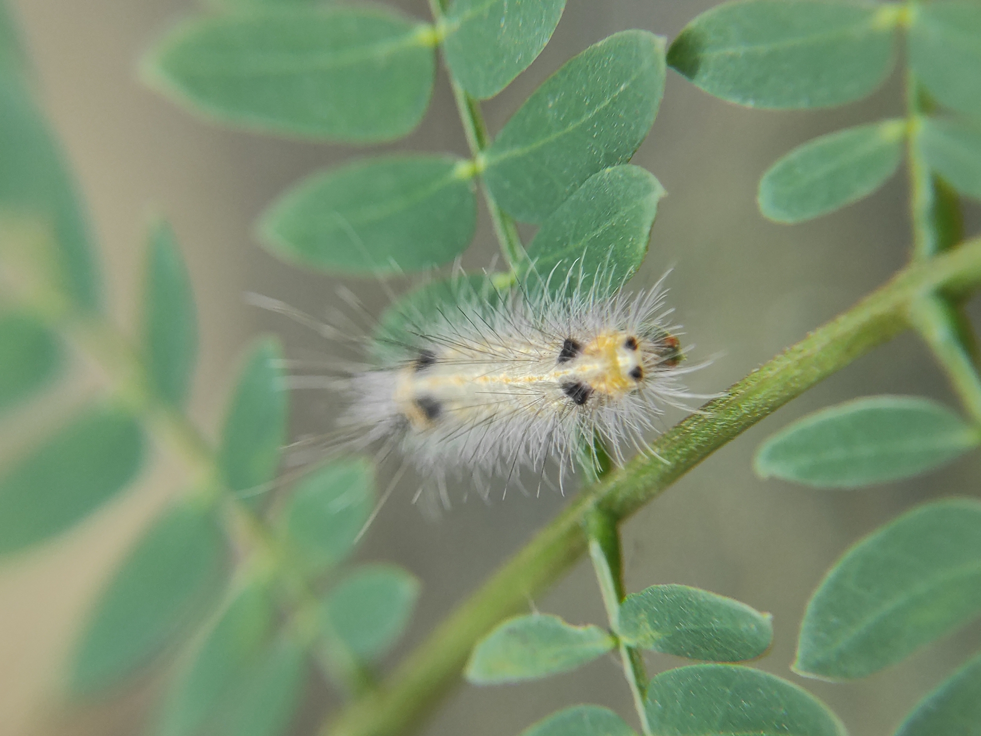 A furry caterpillar with white bristles and black spots crawls on a green plant stem with small, round leaves. The background is blurry. The image was taken outdoors, likely in a natural environment. There is no information to determine whether this photo was taken in Lhokseumawe, Indonesia.