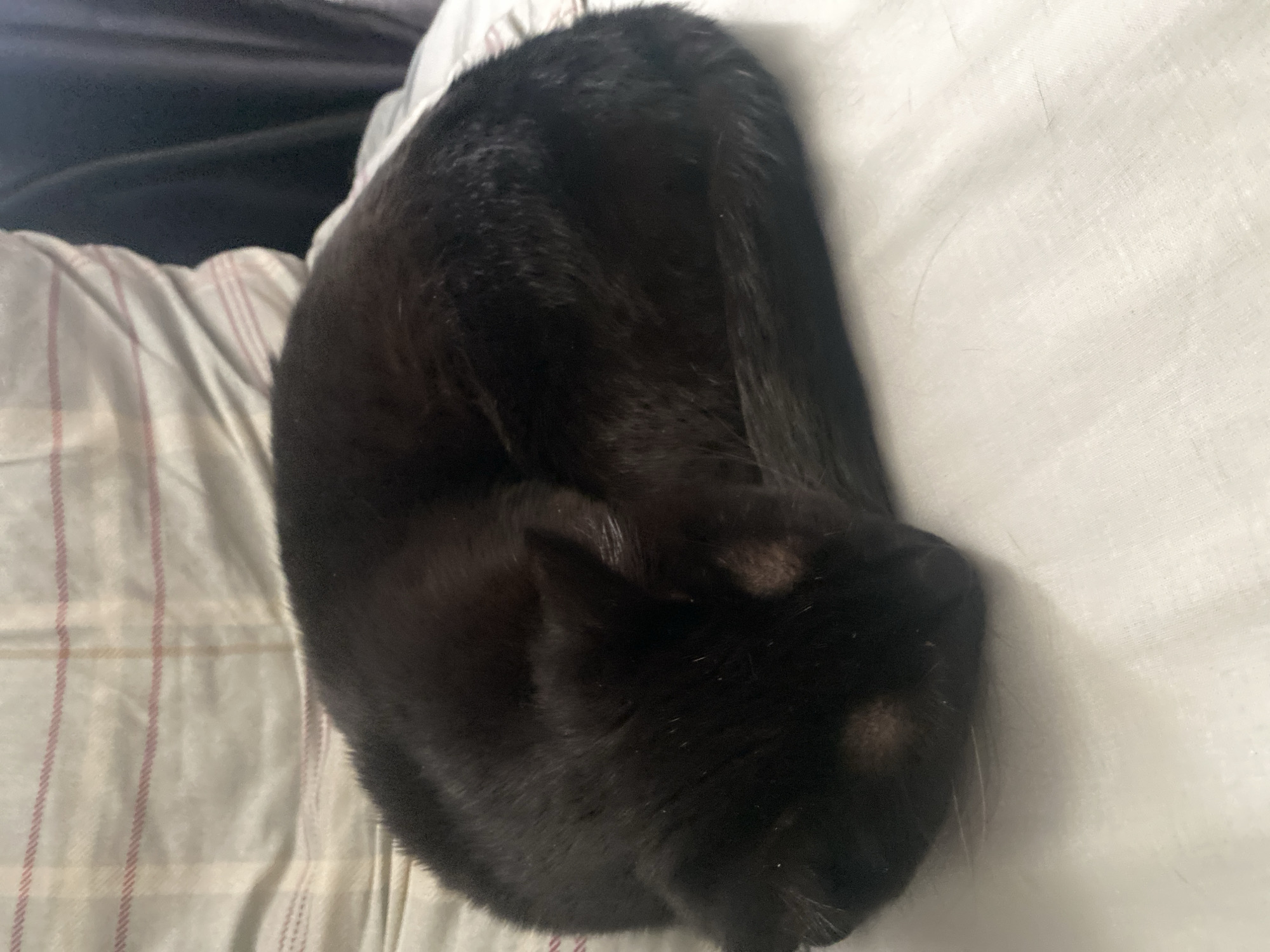 A black cat is curled up in a tight ball, sleeping on a bed. The bed has two different patterned sheets: one white and one with light stripes. The location is not specified in the image and cannot be determined from the provided information.