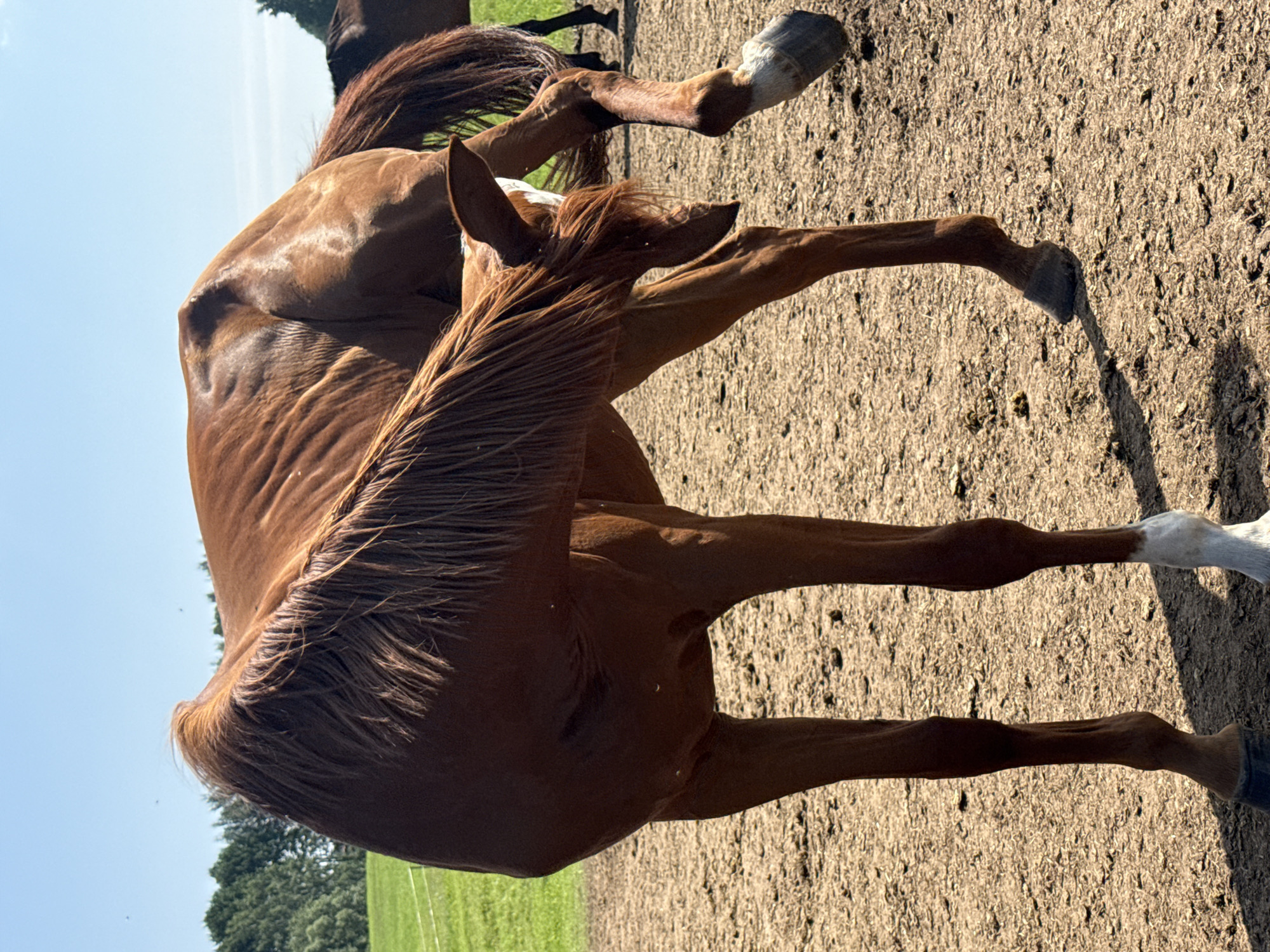 A brown horse is standing in a dirt arena under a clear blue sky. The horse is facing away from the camera and is scratching its neck with its hind leg. Its mane is long and flowing, and its tail is also visible. The arena is surrounded by a grassy field and trees in the background. Another horse is partially visible in the background. The horse appears to be in good condition. This scene is consistent with a rural setting, potentially a farm or equestrian facility, and could be located in or near Galinė, Lithuania, given the European landscape.