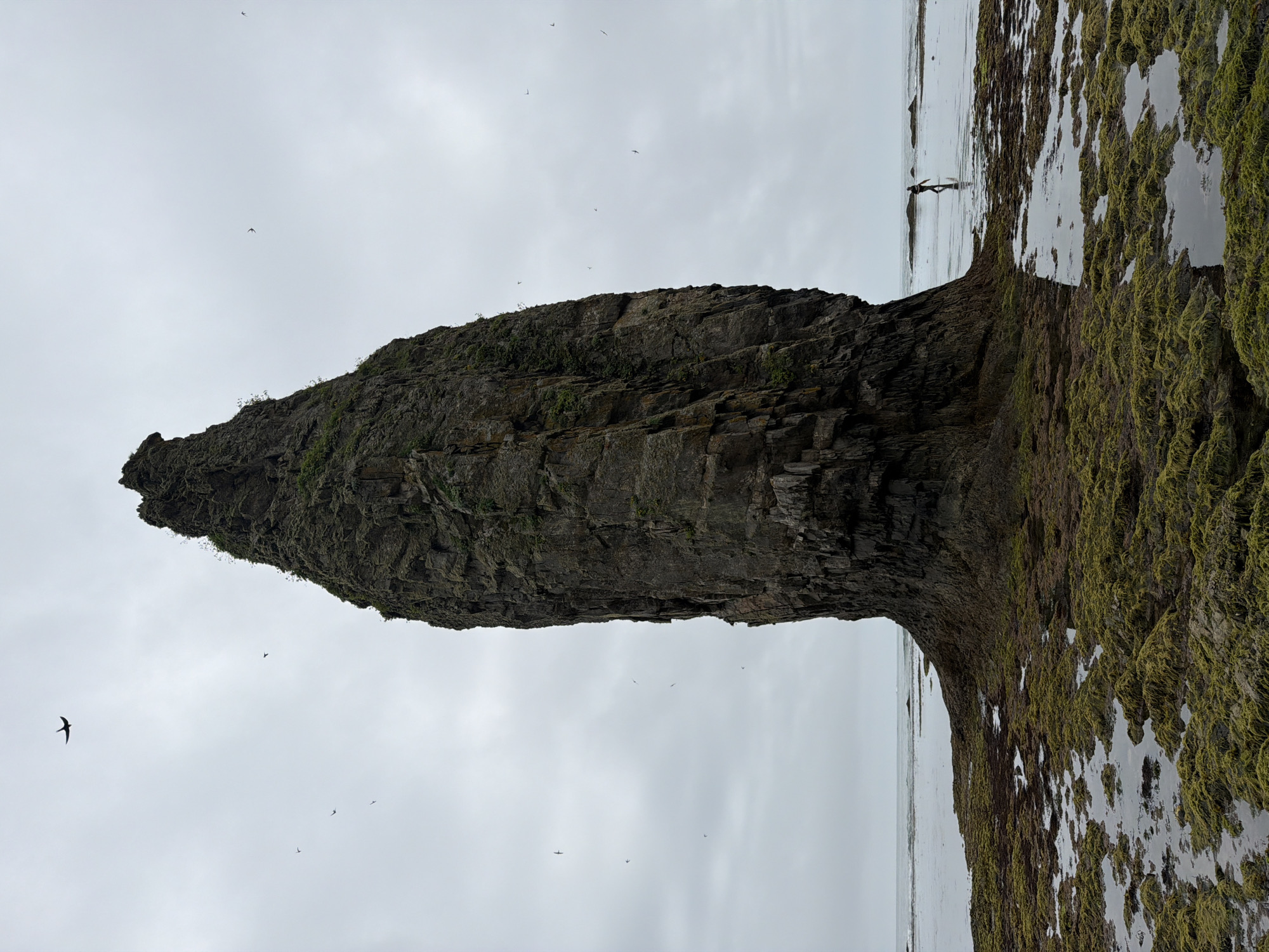 A stark, imposing sea stack, composed of dark, textured rock, dominates the center of the frame. The stack's base is surrounded by a tidal zone covered in vibrant green seaweed, interspersed with shallow pools of water reflecting the overcast sky. In the distance, the calm ocean meets the horizon under a uniformly gray sky. Numerous small birds are scattered across the sky, appearing as dark specks against the clouds. To the right of the sea stack, a lone human figure, silhouetted against the muted light, walks along the water's edge, holding an object that appears to be a surfboard. The scene suggests a remote, natural environment, possibly on the coast of Sakhalin Oblast, Russia, given the reference to Yuzhno-Kurilsk, though no specific city landmarks are visible. The overall atmosphere is one of solitude and the raw beauty of nature.
