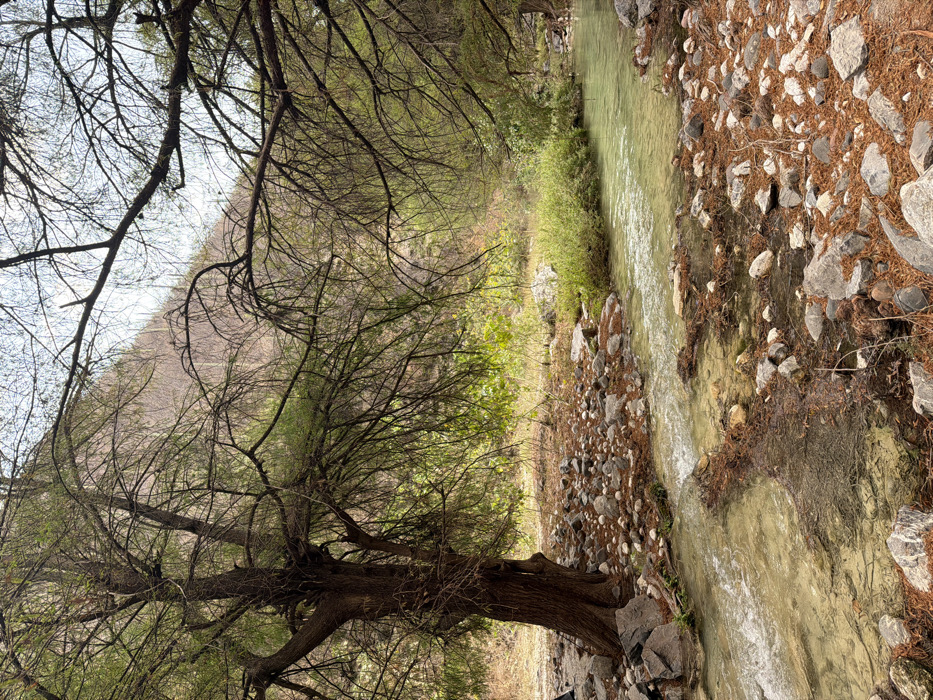 This image depicts a natural outdoor environment in San Miguel Atlapulco, Mexico. A shallow stream with greenish-yellow tinted water flows diagonally from the lower-left foreground towards the right midground, exhibiting minor surface ripples over a bed of light-colored stones. Both banks of the stream are covered with an accumulation of various-sized grey and white stones, mixed with reddish-brown detritus, consistent with fallen leaves or pine needles. On the left, a large tree with a thick, dark brown trunk stands firmly rooted, its extensive, partially leafed branches reaching across the upper portion of the frame. Denser green foliage and smaller shrubs line the stream on both sides. In the background, a steep, light brown mountain face is visible, partially obscured by the overhead tree canopy and a hazy, light sky. No individuals or man-made objects are present in the scene.