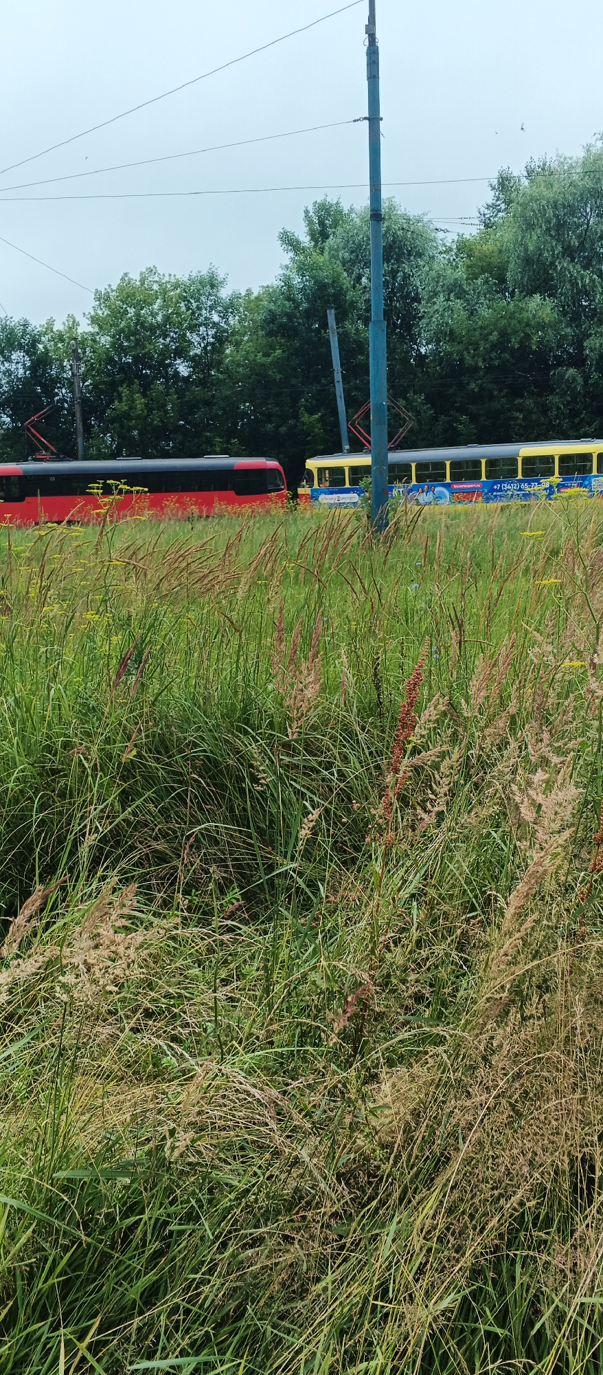 The image depicts a scene near the tram depot on ulitsa Kirova in Izhevsk, Russia. In the foreground, tall grass and reeds dominate the frame, obscuring much of the lower portion of the scene. Behind the vegetation, two trams are visible on parallel tracks. The tram on the left is red with black trim, while the tram on the right is yellow with blue and white advertisements. A blue trolley pole and overhead wires, characteristic of electric tram systems, are present in the upper right quadrant of the image. The background consists of a dense line of green trees under a cloudy sky. No people are visible in the frame.