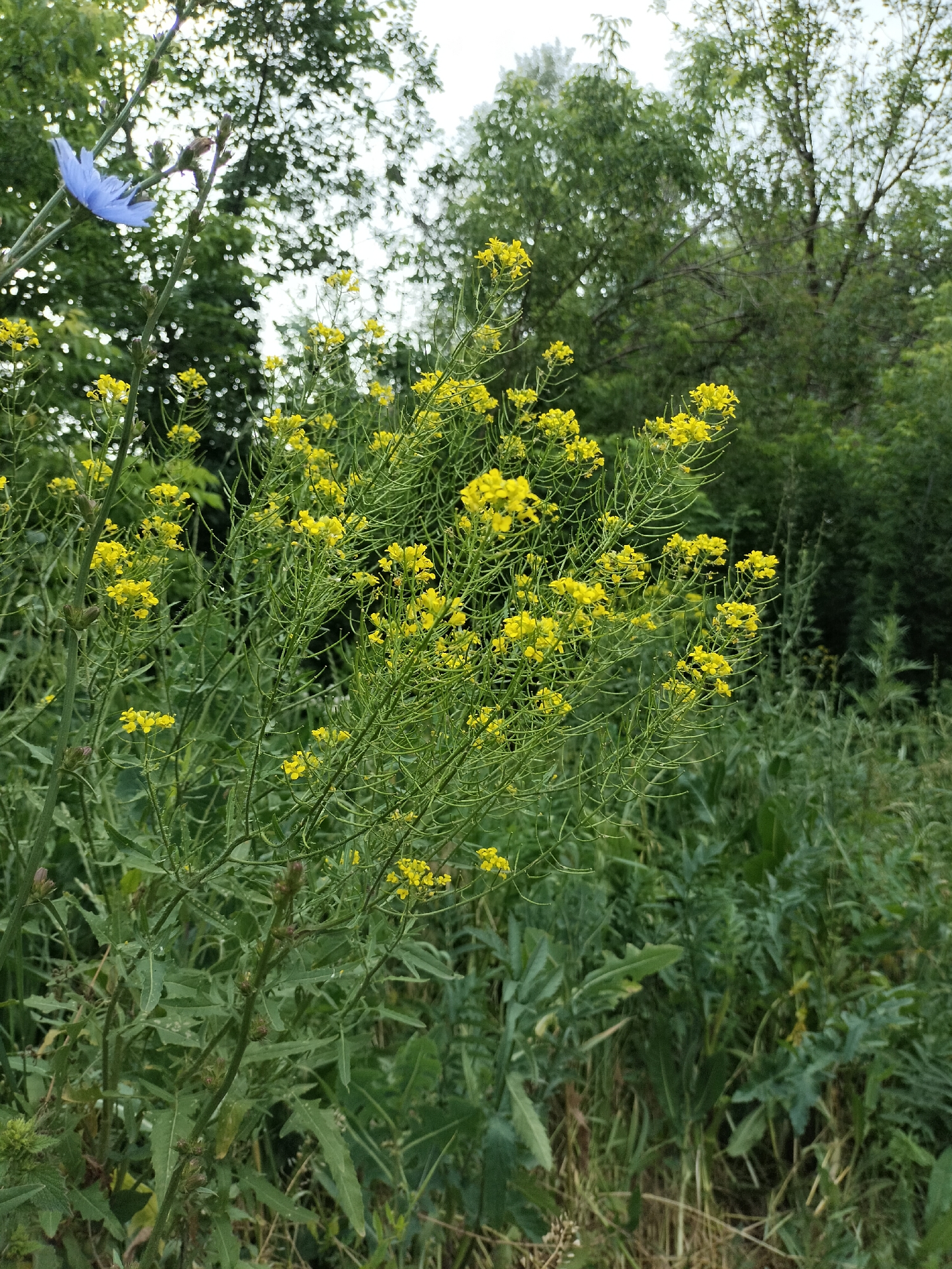 A close-up, medium shot captures a patch of yellow wildflowers with a single blue flower on the left against a blurred green forest background. The yellow flowers are clustered on tall, slender green stems, many of which have long, thin seed pods. The blue flower, a thistle-like bloom, is on a thinner stem and is partially unfurled. The overall scene is outdoors, with dappled sunlight suggesting it is daytime. The image is taken in an unspecified urban location in Unknown, Unknown.