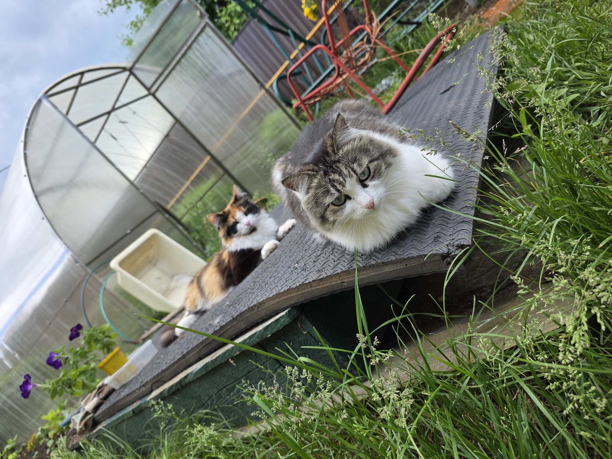 This image depicts an outdoor garden scene in the city of Chaikovsky, Russia. Two domestic cats are situated on a dark, textured, inclined surface, which rests on a visible wooden base painted green. In the foreground, a fluffy, grey, white, and brown tabby cat with green eyes and a pink nose lies facing the viewer, partially obscured by tall green grass with visible seed heads in the lower left. Behind this cat, a calico cat, primarily orange, black, and white, is lying prone and also appears to be looking towards the viewer. In the upper background, a large, arched greenhouse constructed with a clear plastic or polycarbonate material and exposed metal framing spans the view under a light blue, partially cloudy sky. To the left of the cats, purple petunia-like flowers are visible in a yellow pot, positioned near a white plastic basin. Further right in the background, a red metal structure, possibly part of a garden swing or climbing frame, is partially visible amidst green foliage.