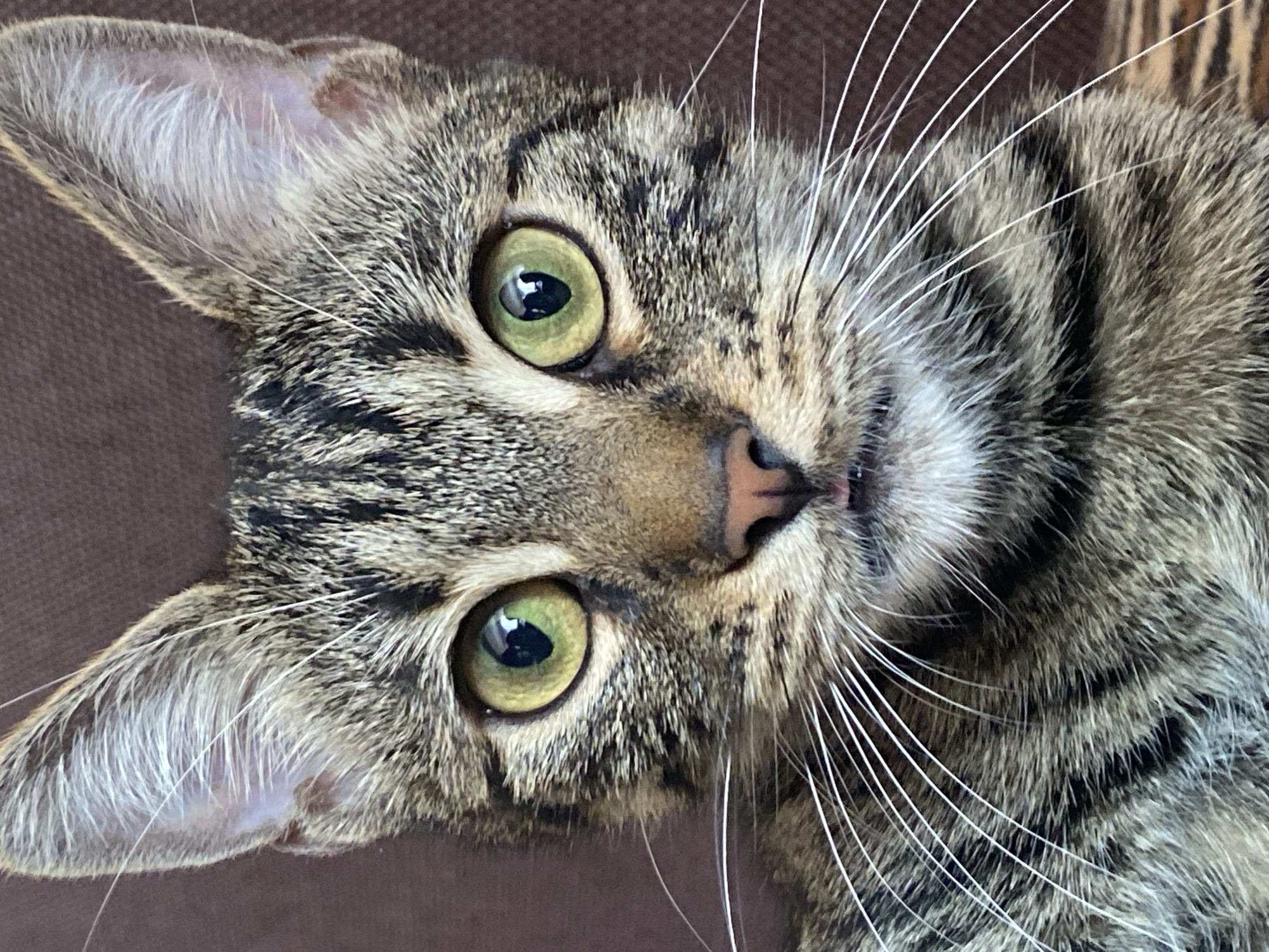 A close-up, head-on portrait of a tabby cat against a plain brown background. The cat has striking green eyes with dark pupils, pointed ears with white whiskers extending outwards, and a black nose with visible nostrils. Its fur exhibits a classic tabby pattern of brown, black, and grey stripes. The cat's mouth is slightly open, revealing a hint of its tongue. There is no indication of the cat's location in Sofia, Bulgaria, or any specific environmental context beyond the background.