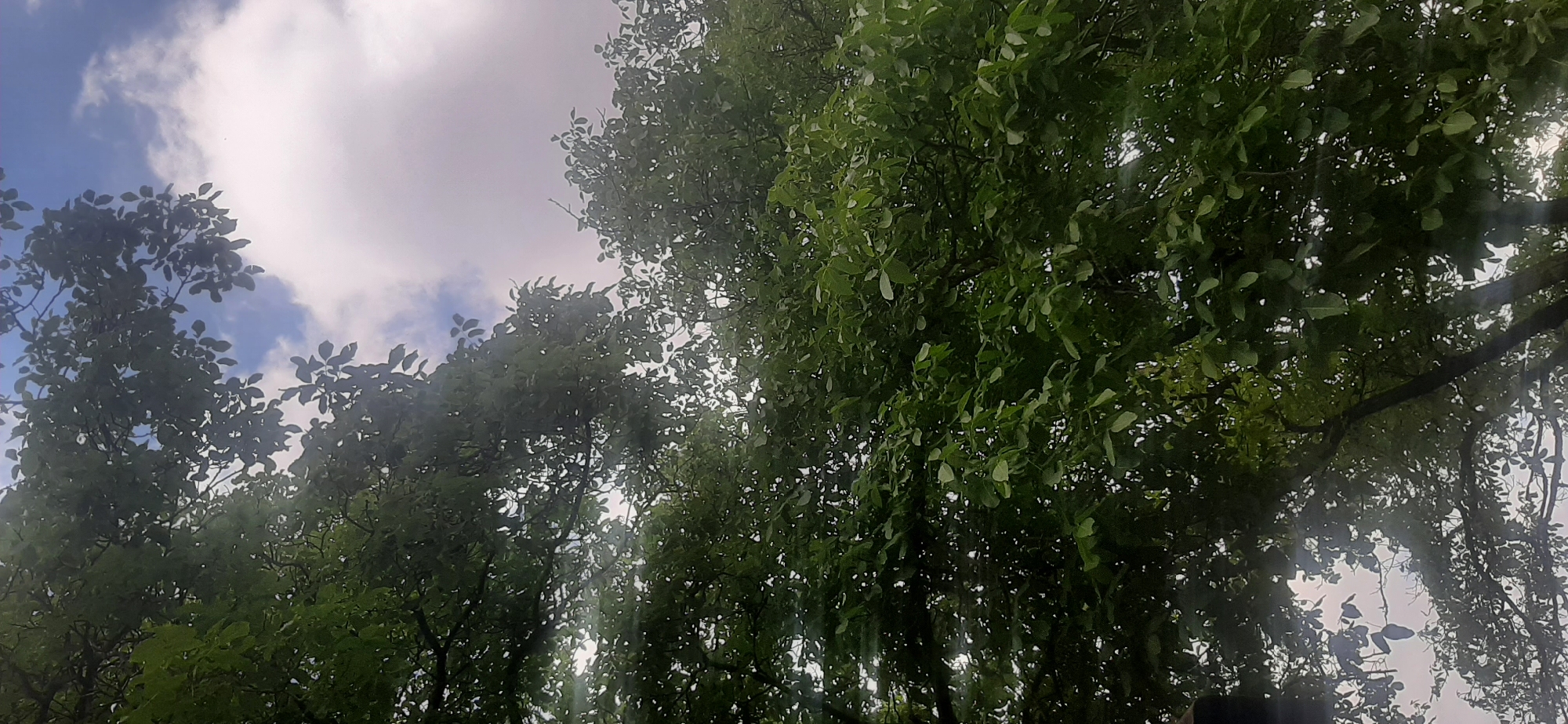 The image shows a dense canopy of green leaves and branches of trees against a cloudy sky. The perspective is looking upwards from below the trees. Some light rays are visible filtering through the leaves, suggesting a daytime scene, possibly after rain or during a humid day. The sky has patches of blue visible through white clouds. No people or specific structures are discernible within the image. The scene depicts a natural environment.